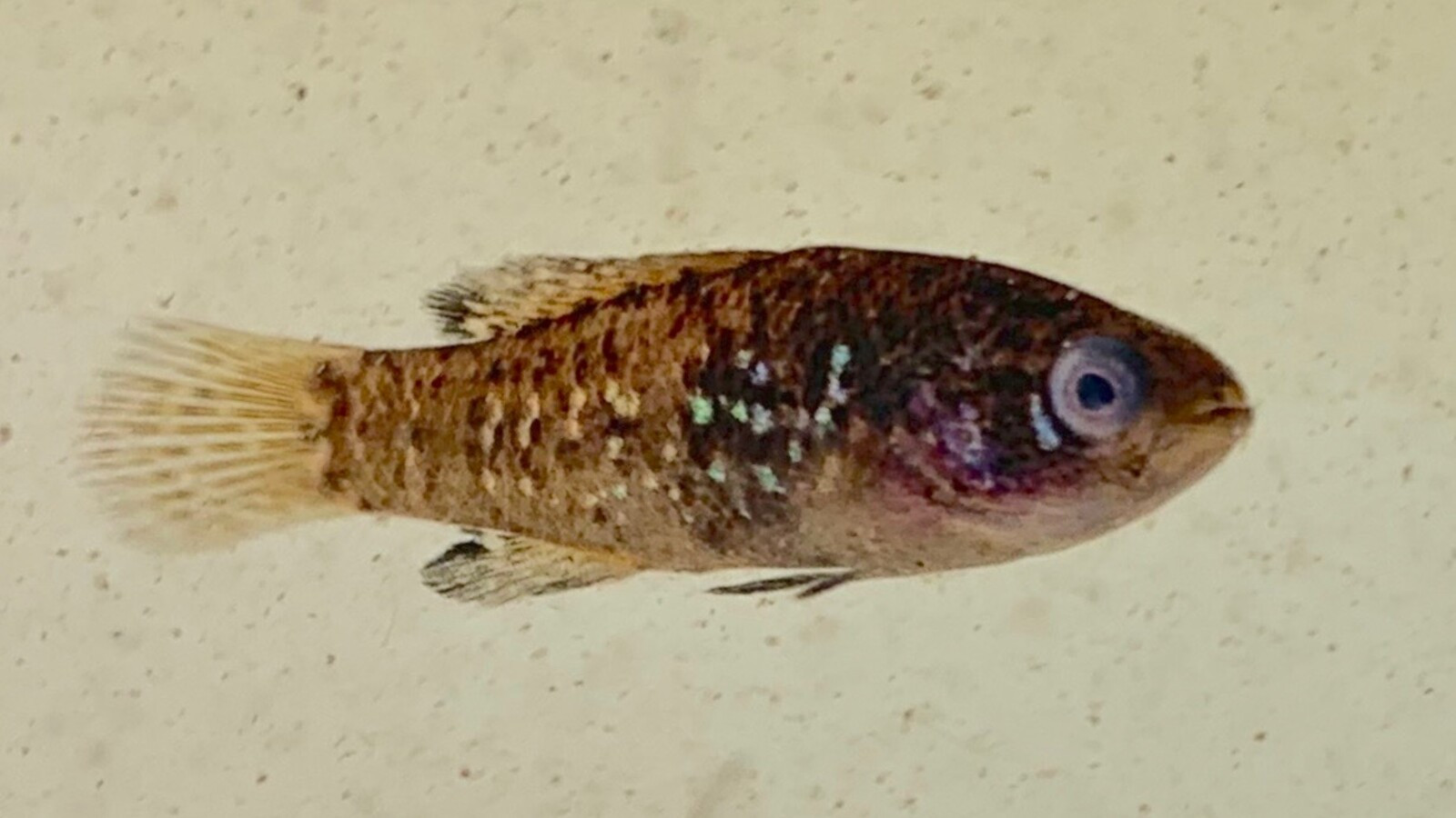 Fish