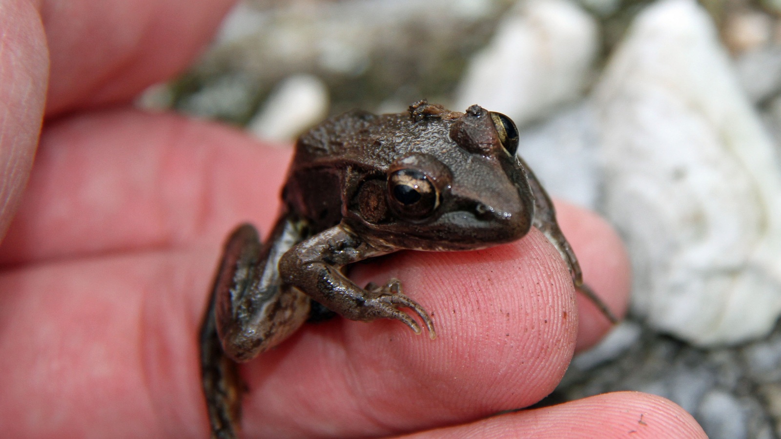 Amphibian