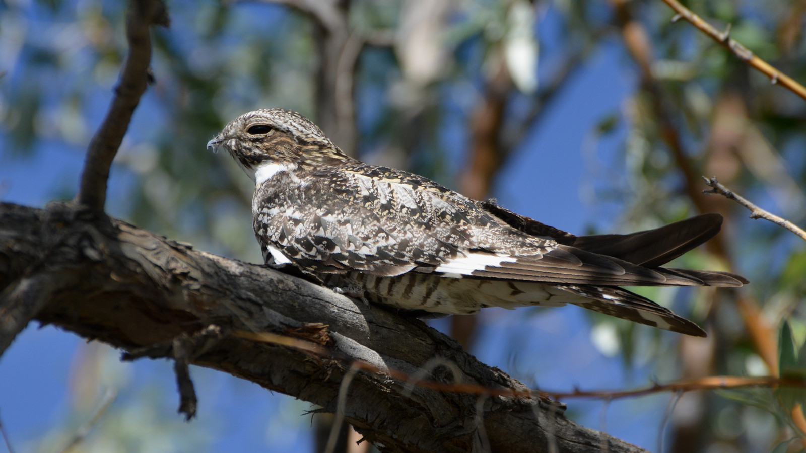 Detailed view of Common Nighthawk