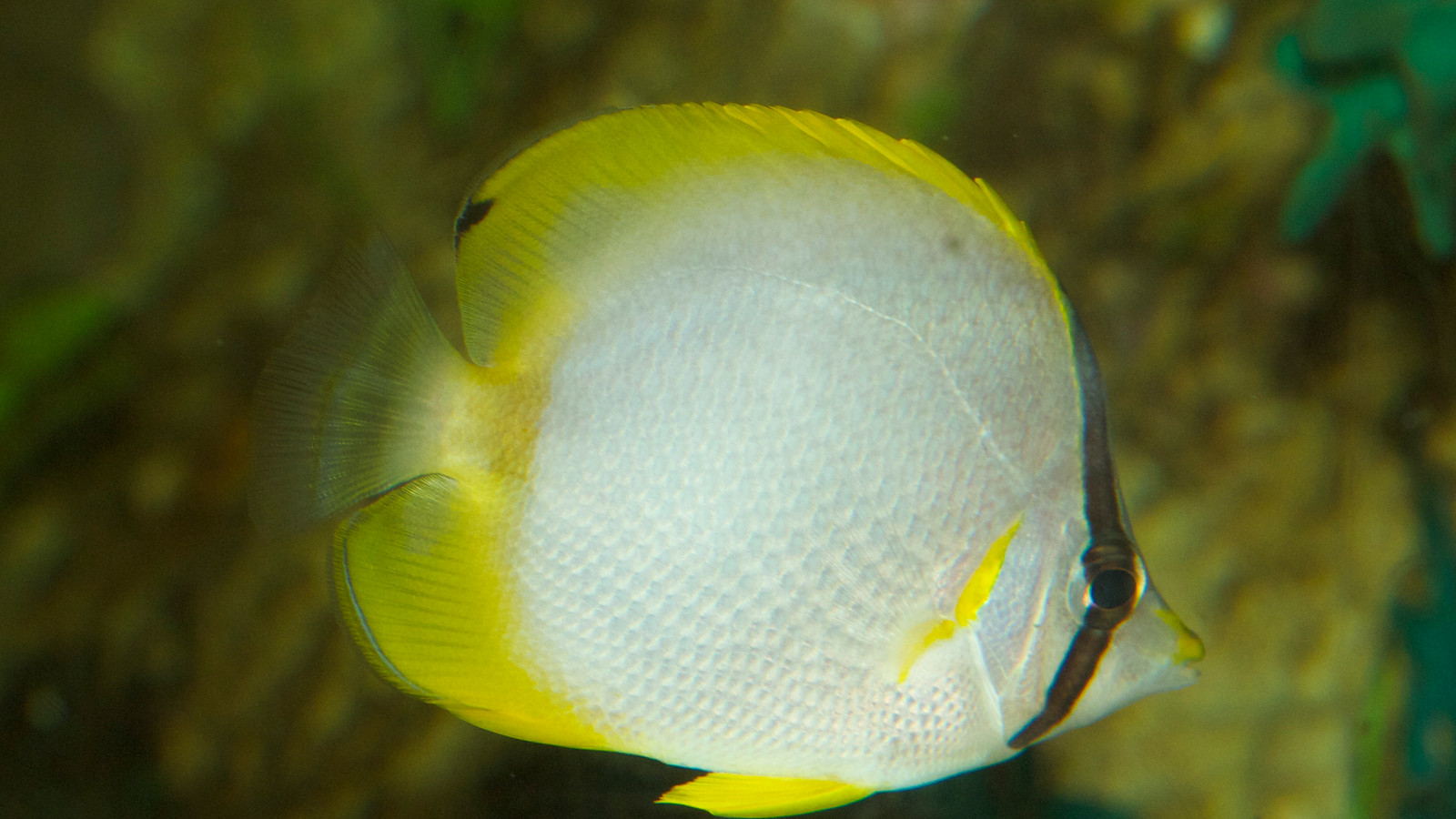 Spotfin butterflyfish with white body, yellow fins, black eye bar, and rear dorsal spot