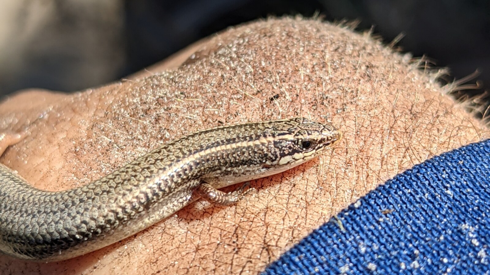 Close view of a Peninsula Mole Skink showing stripes and a colored tail