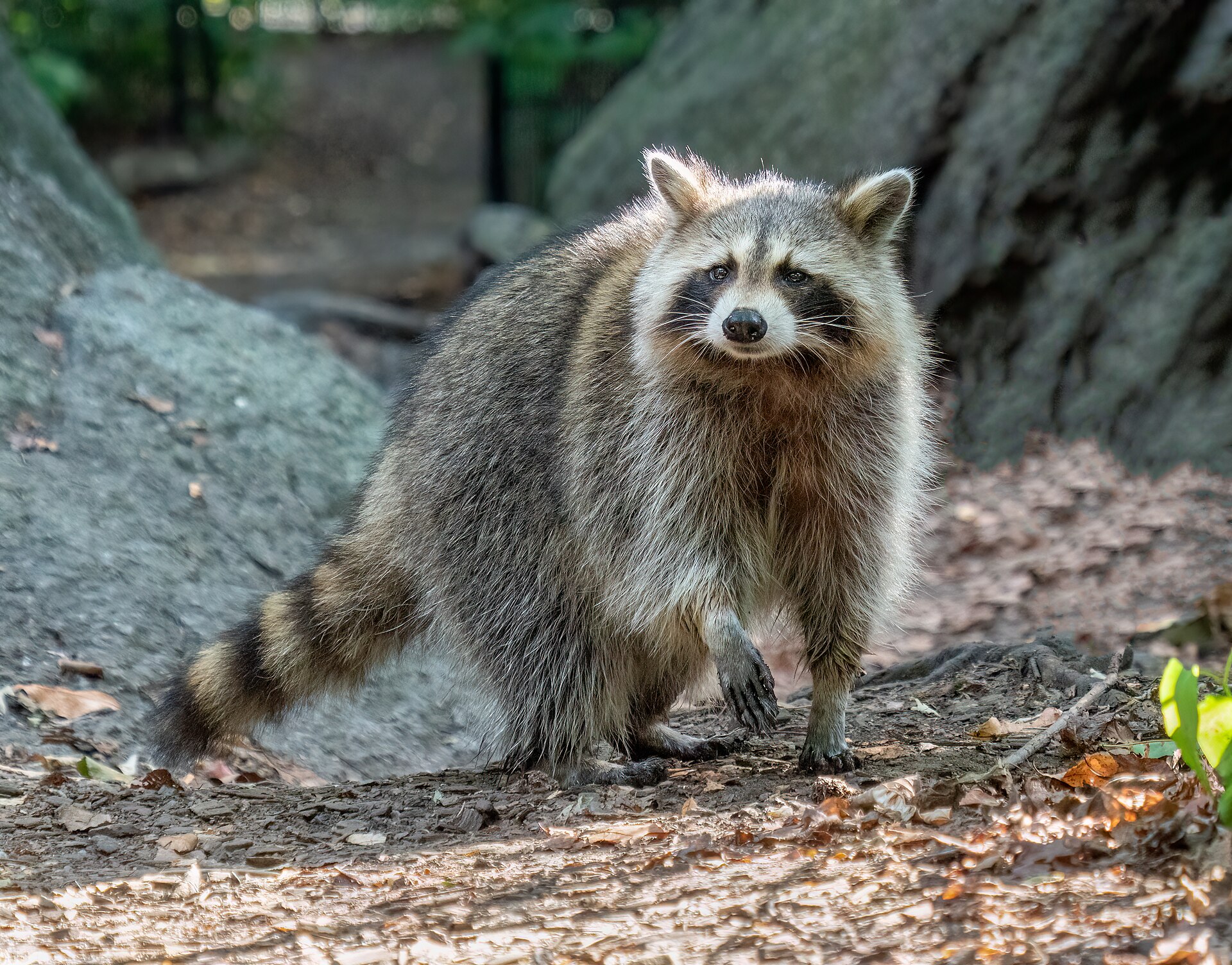 Second view of Raccoon