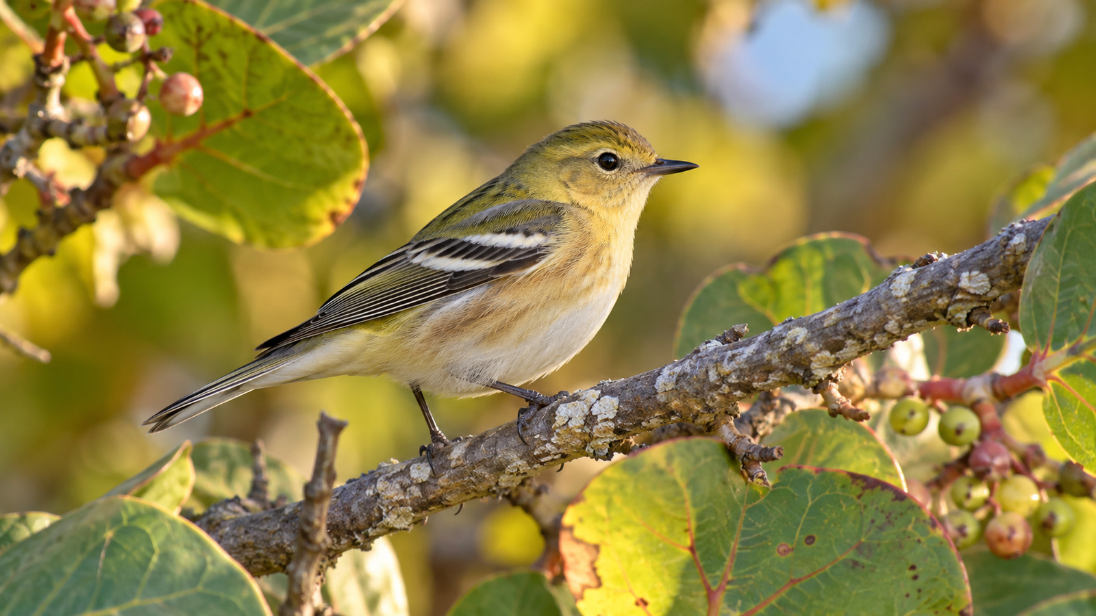 Nonbreeding Bay-Breasted Warbler perched among sea grape leaves