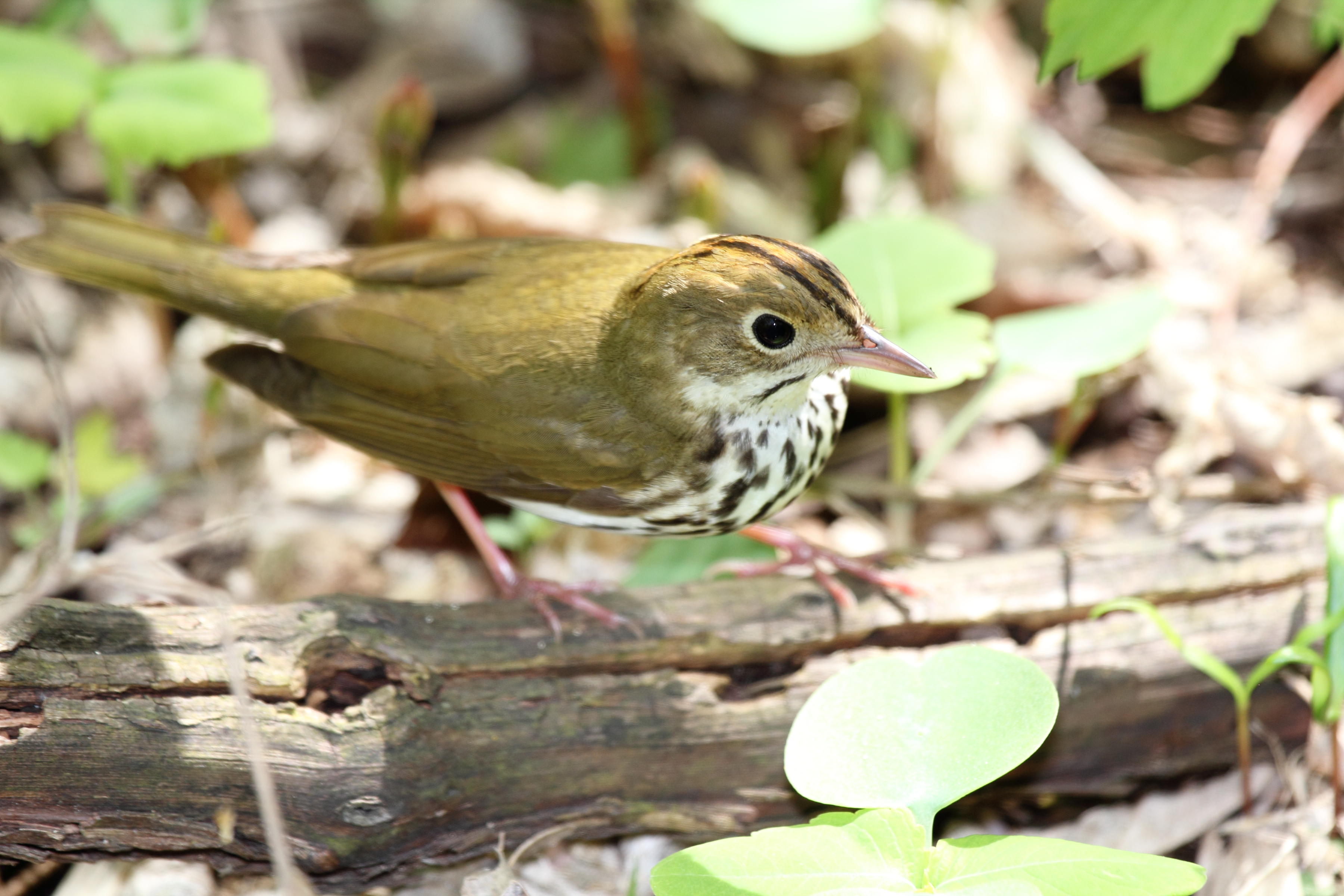 Ovenbird walking in leaf litter with spotted chest and orange crown