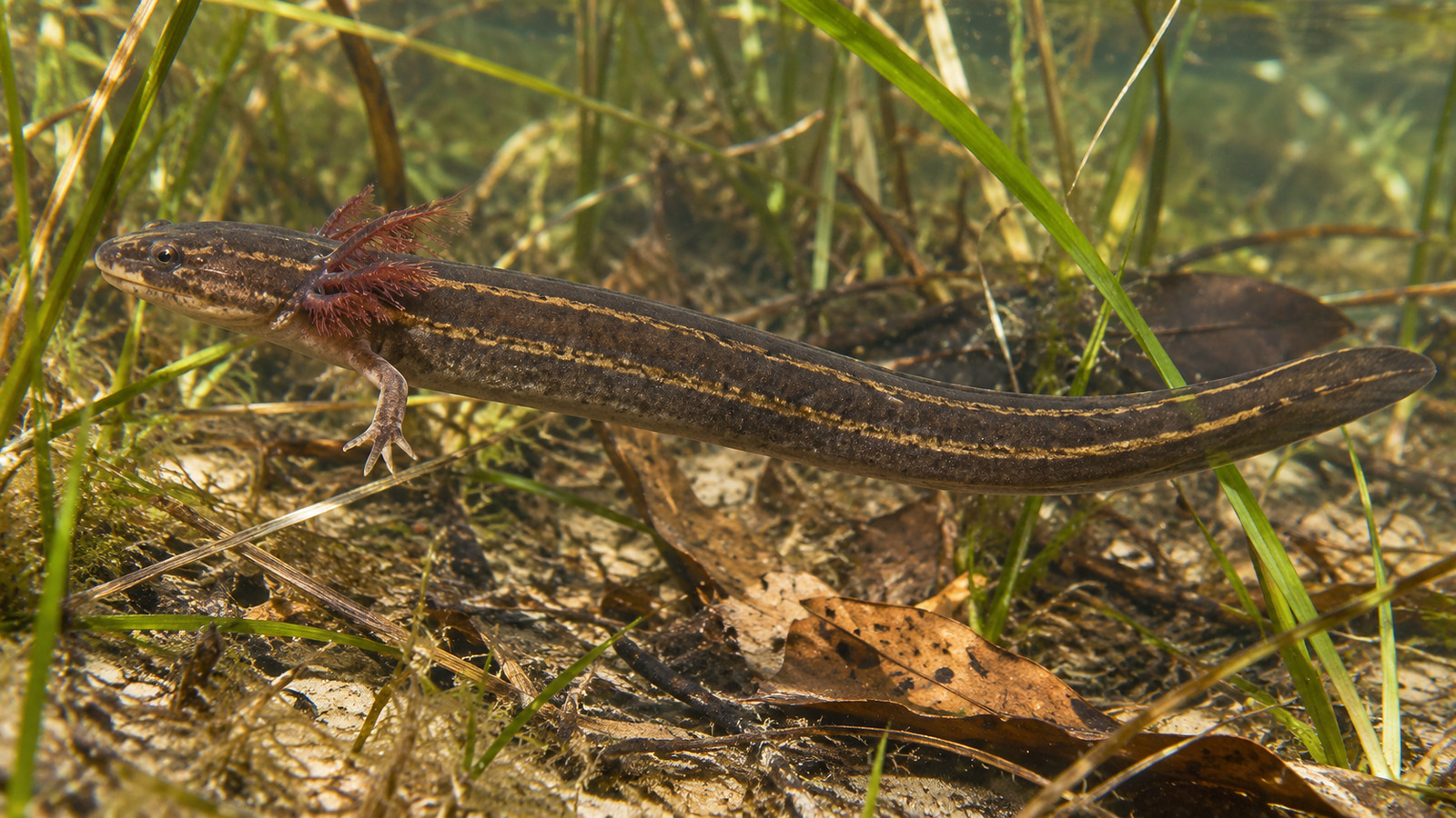 Amphibian