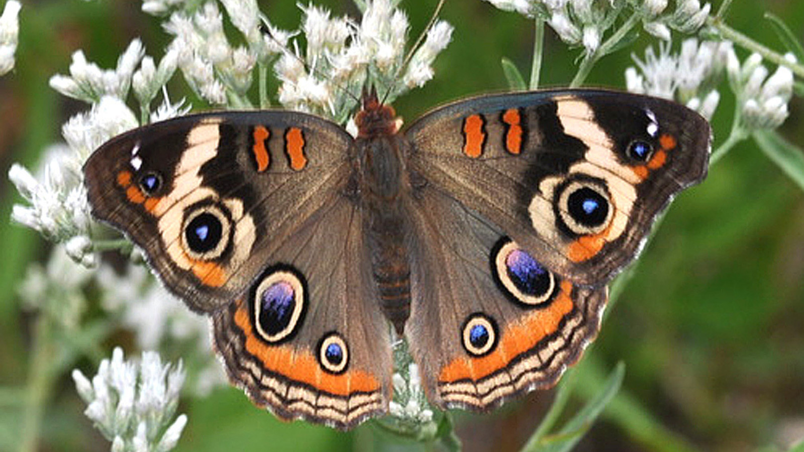Detailed identification view of Common Buckeye