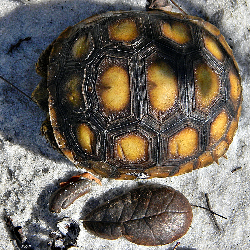 Young gopher tortoise beside vegetation