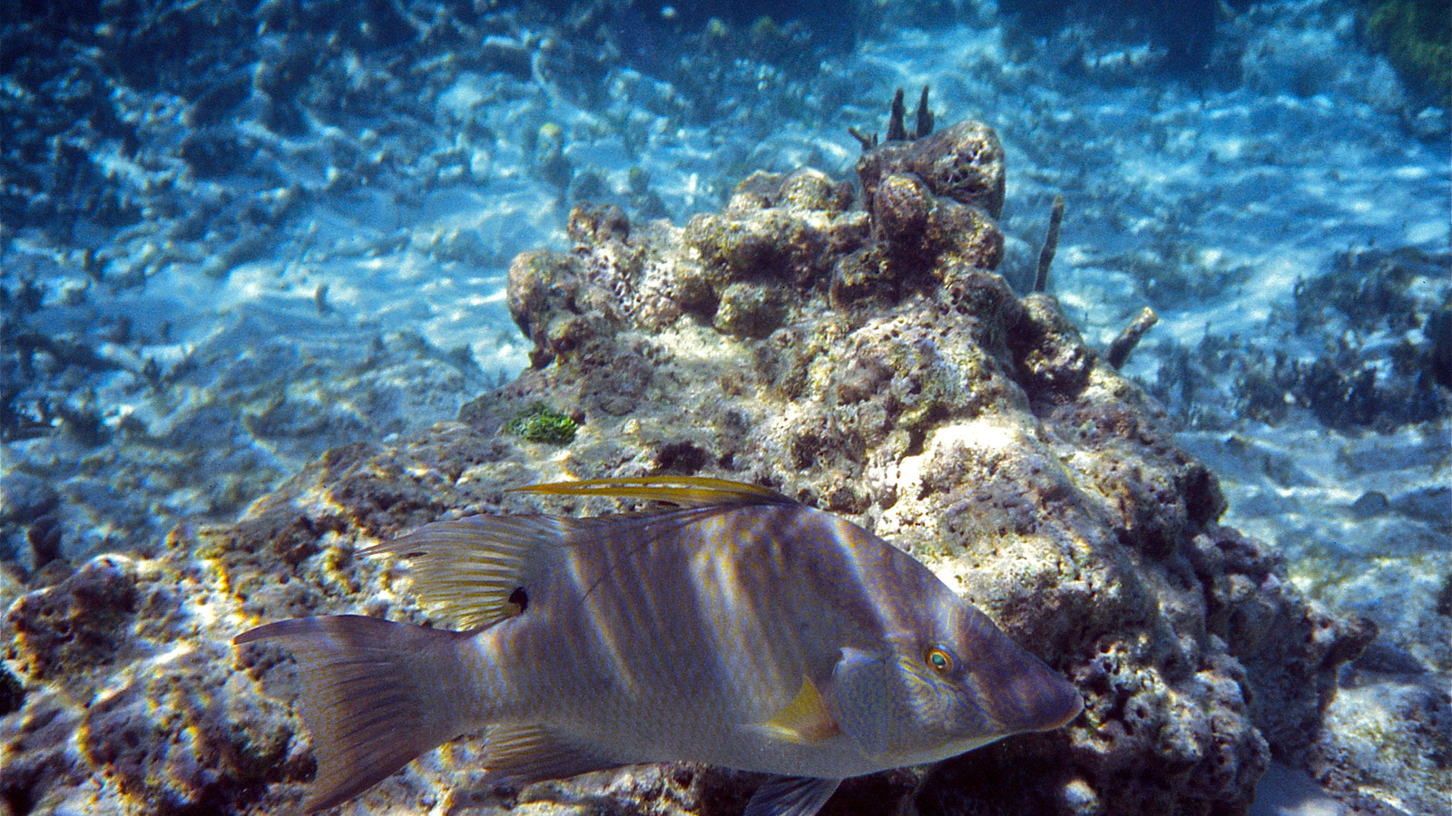 Large adult hogfish foraging beside a Caribbean coral outcrop