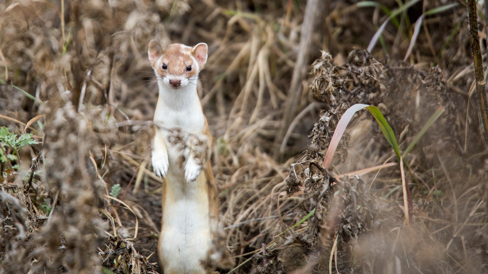 Mammal