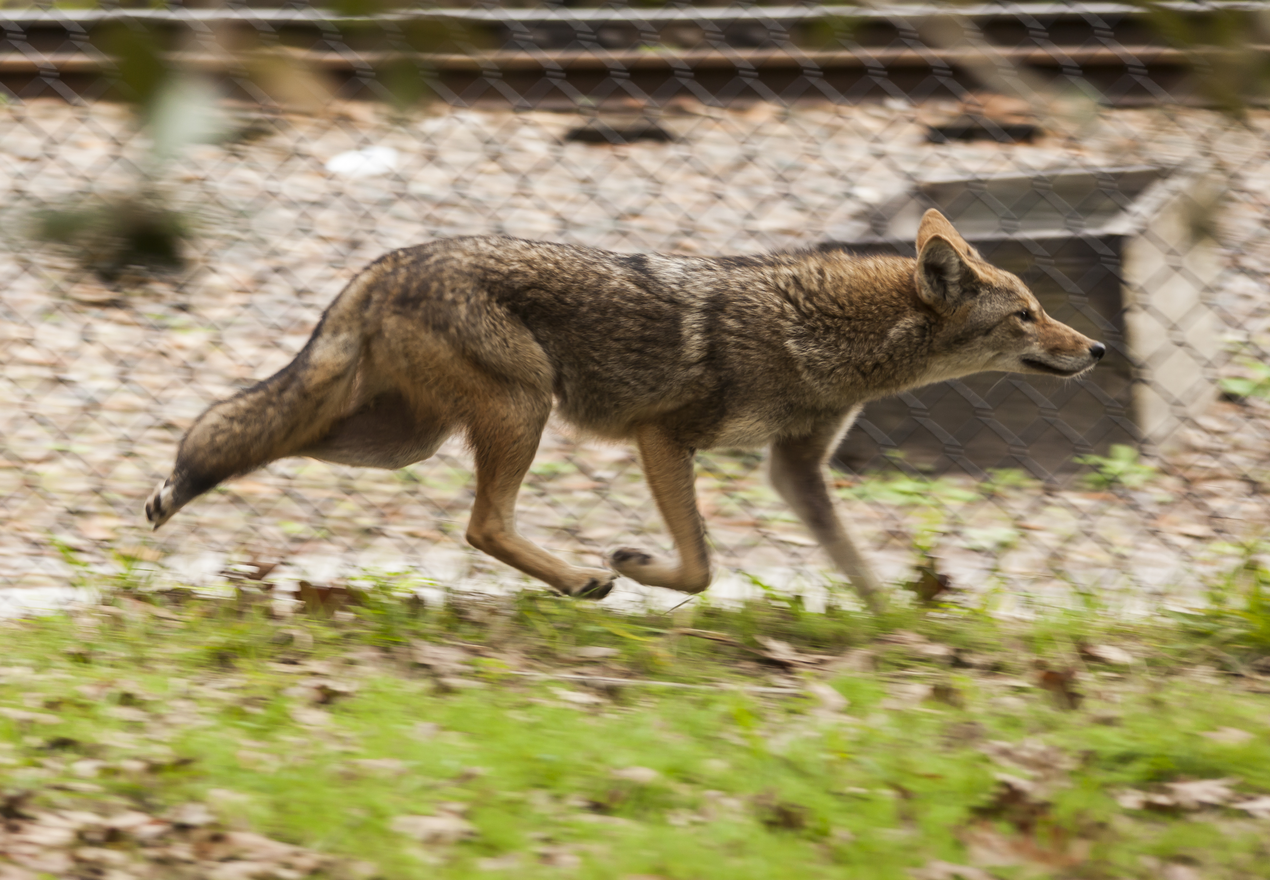 Coyote in Florida habitat