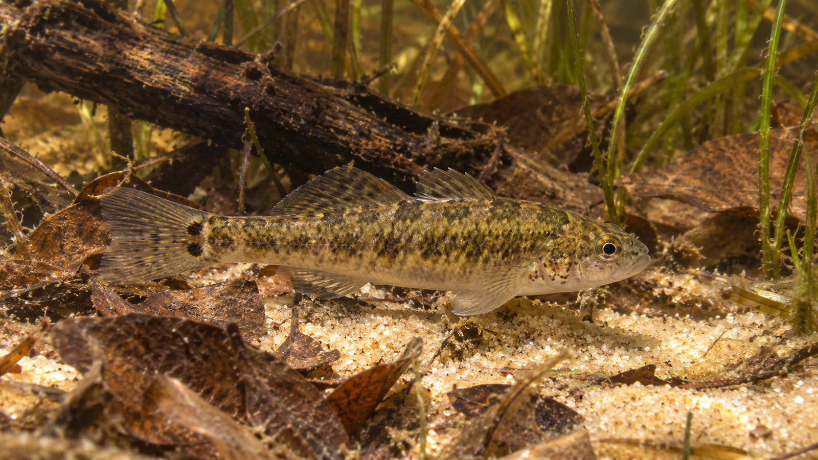 Fish