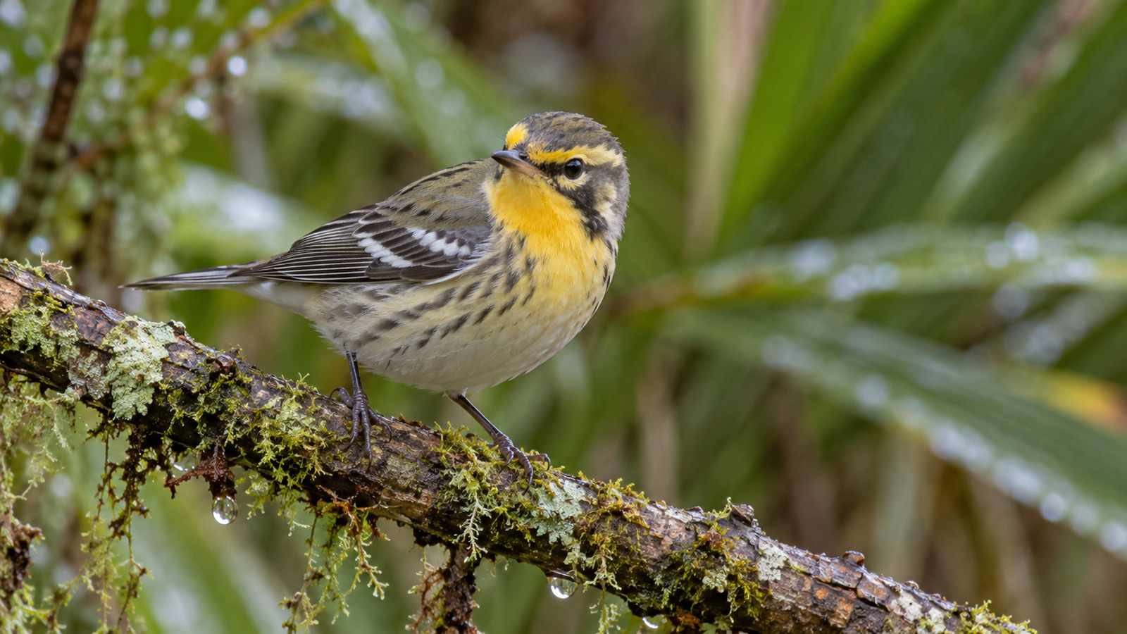 Female Blackburnian Warbler perched in a wet coastal woodland
