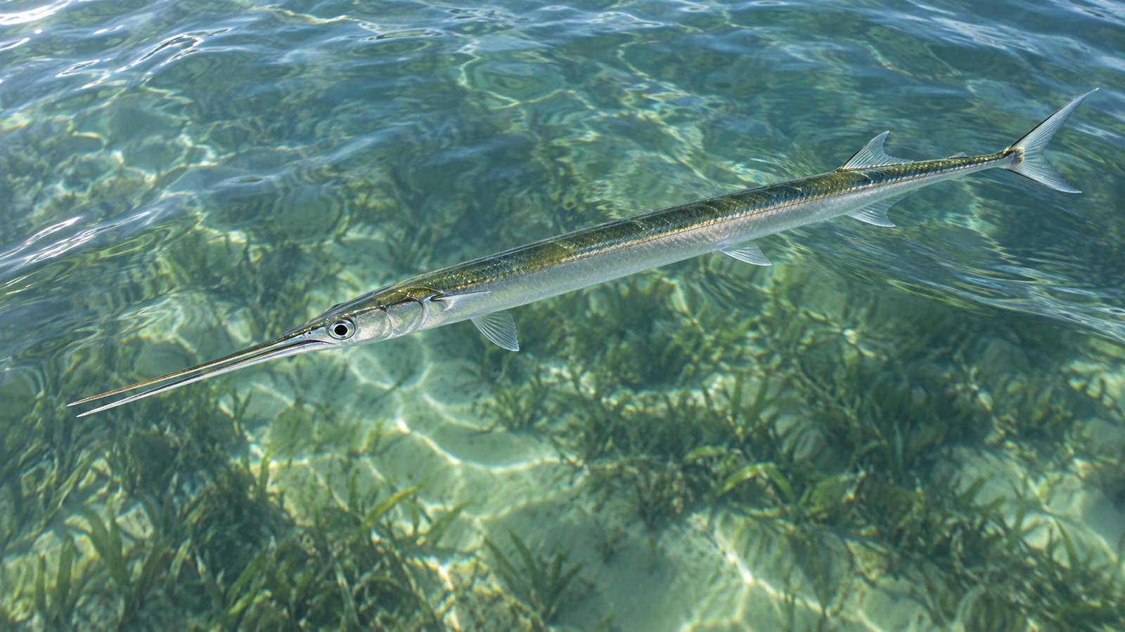 Full side view of an Atlantic Needlefish over a sandy seagrass habitat