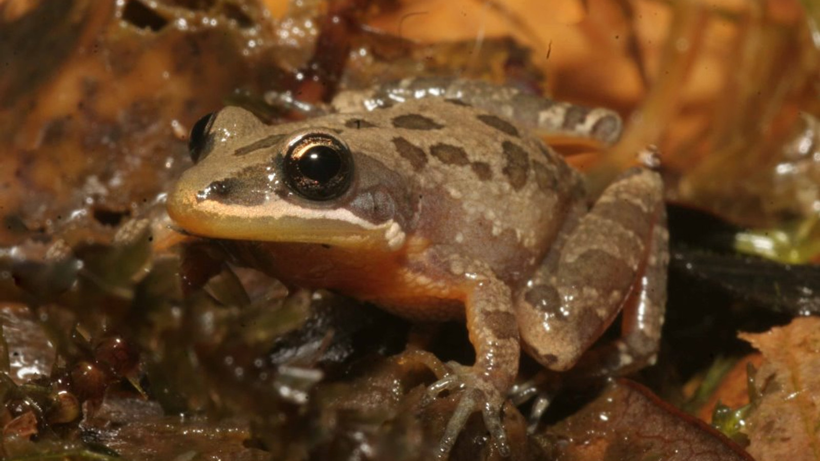 Detailed identification view of Florida Chorus Frog