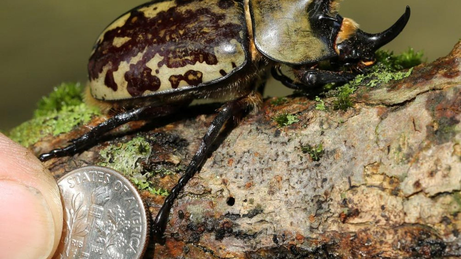 Eastern Hercules Beetle on a mossy log with scale visible