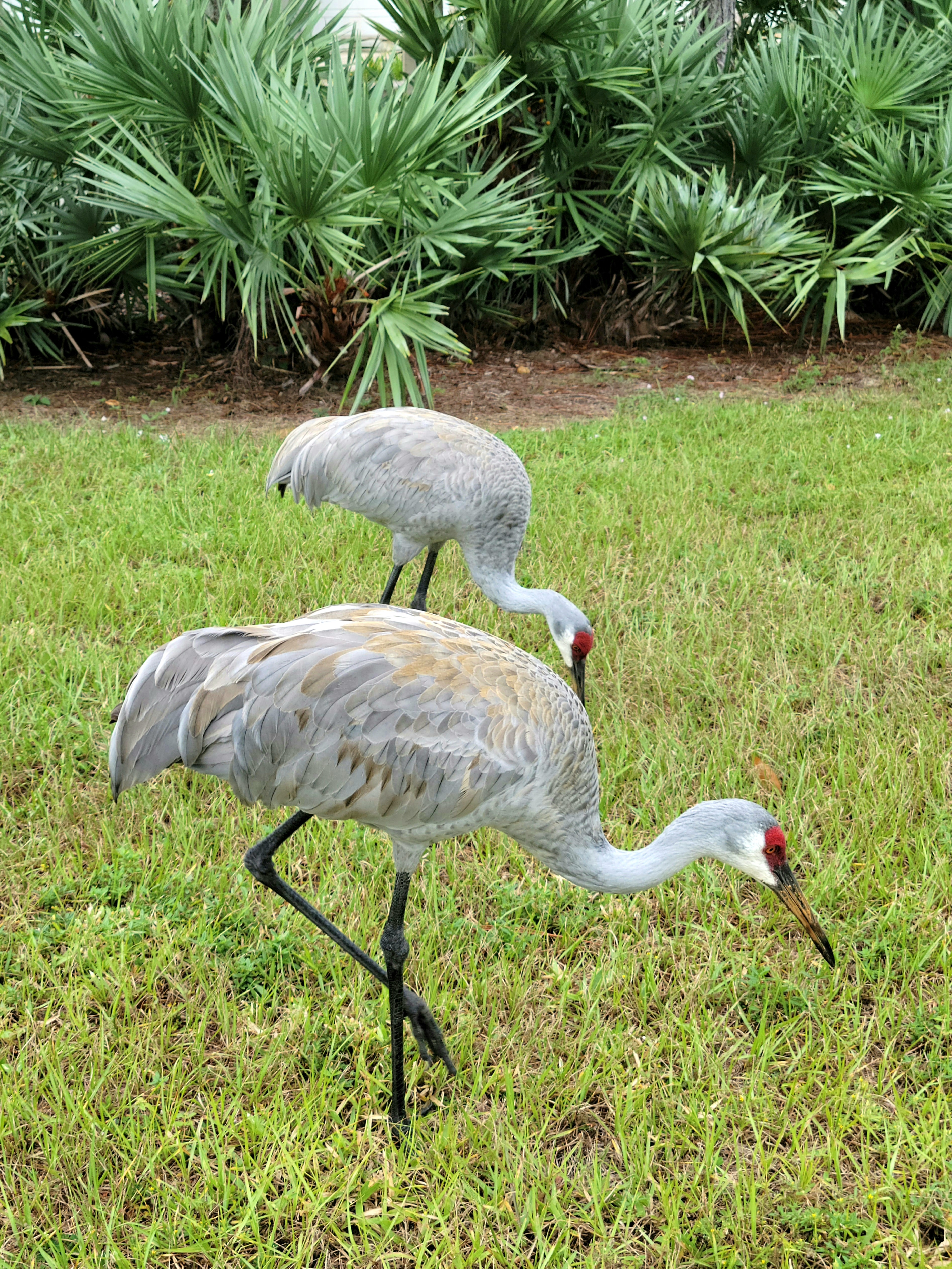 Second view of Florida Sandhill Crane
