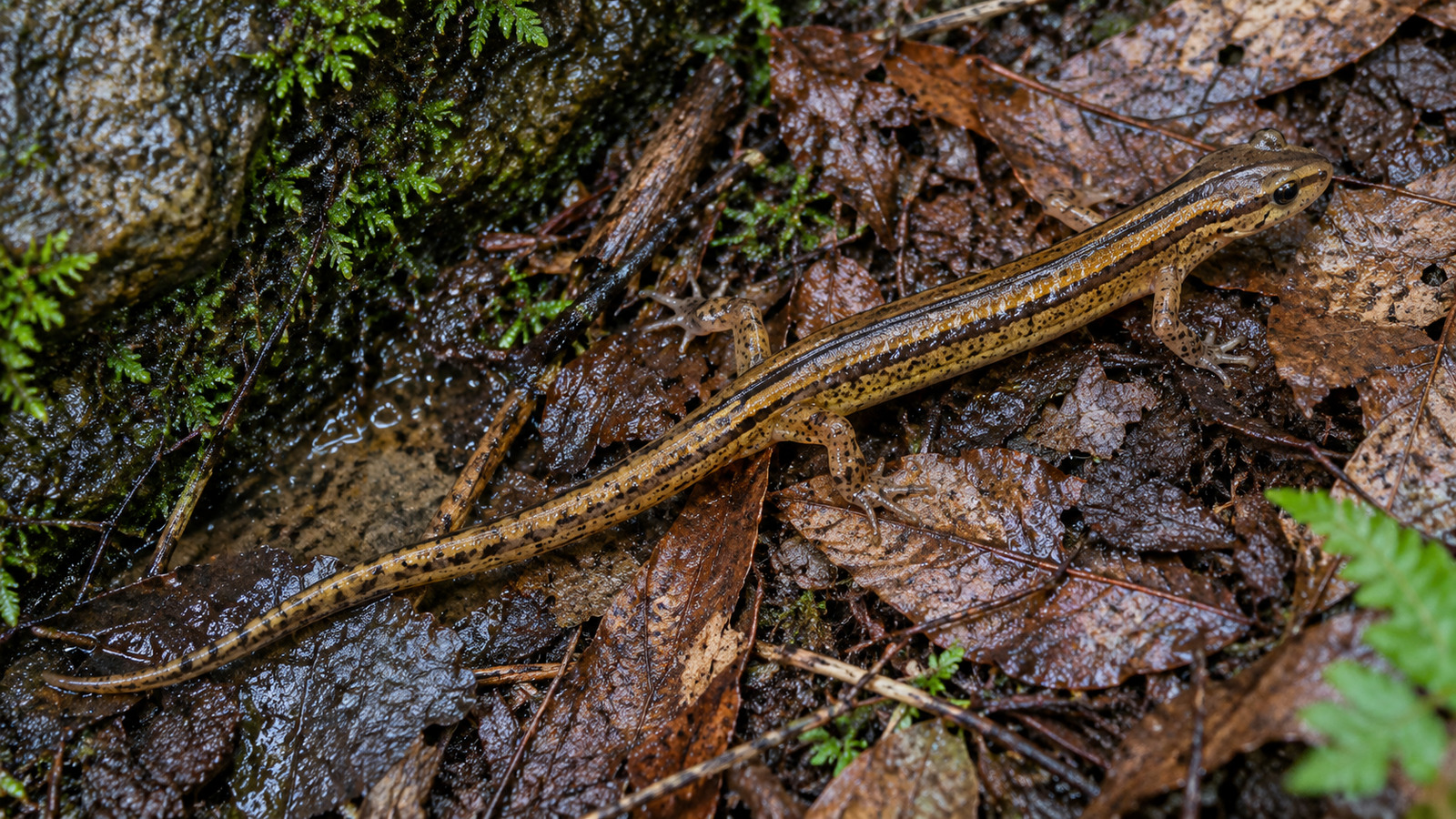 Southern Two-Lined Salamander moving through wet leaf litter near a Florida Panhandle seep
