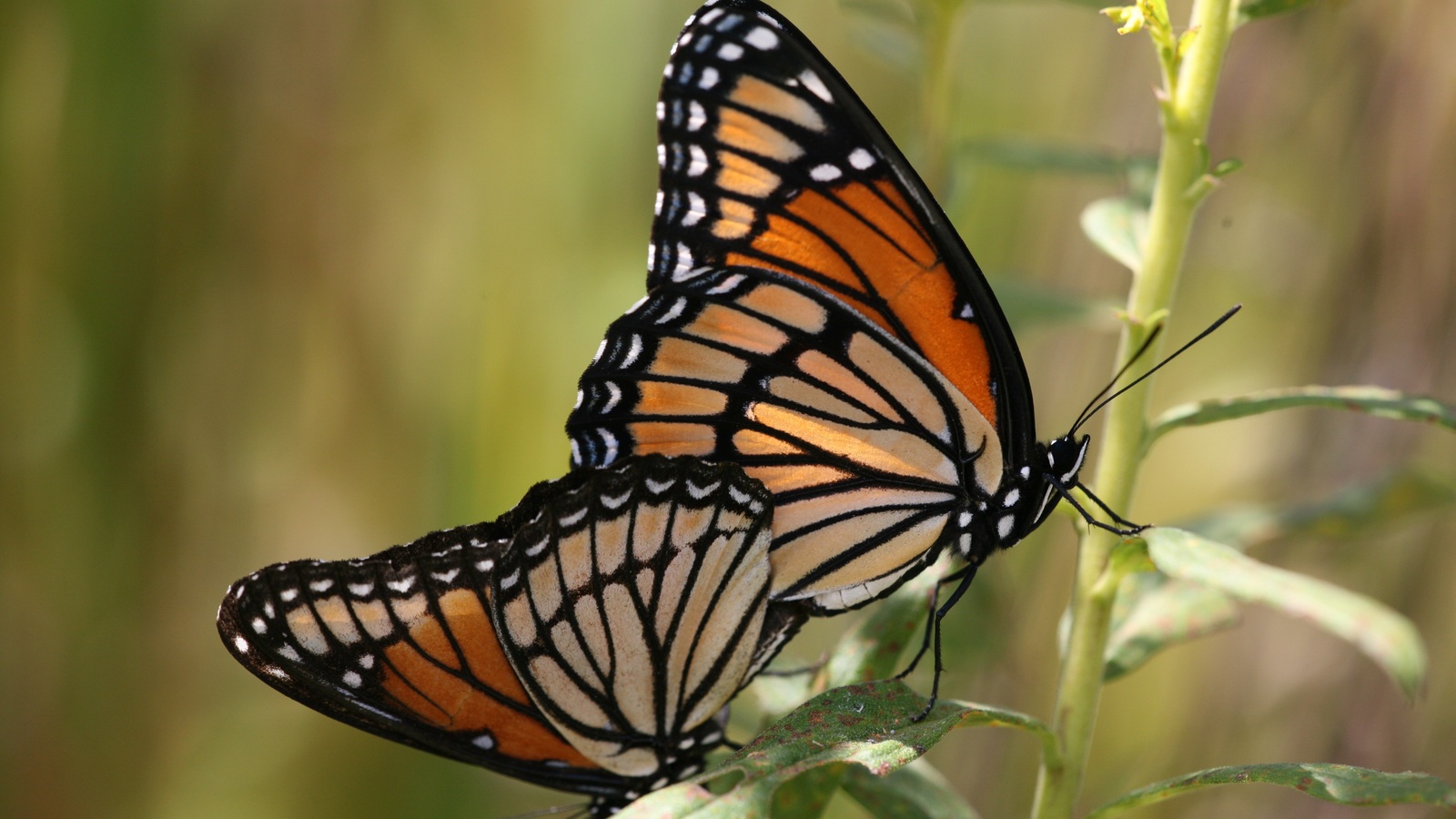 Viceroy Butterfly in characteristic Florida habitat