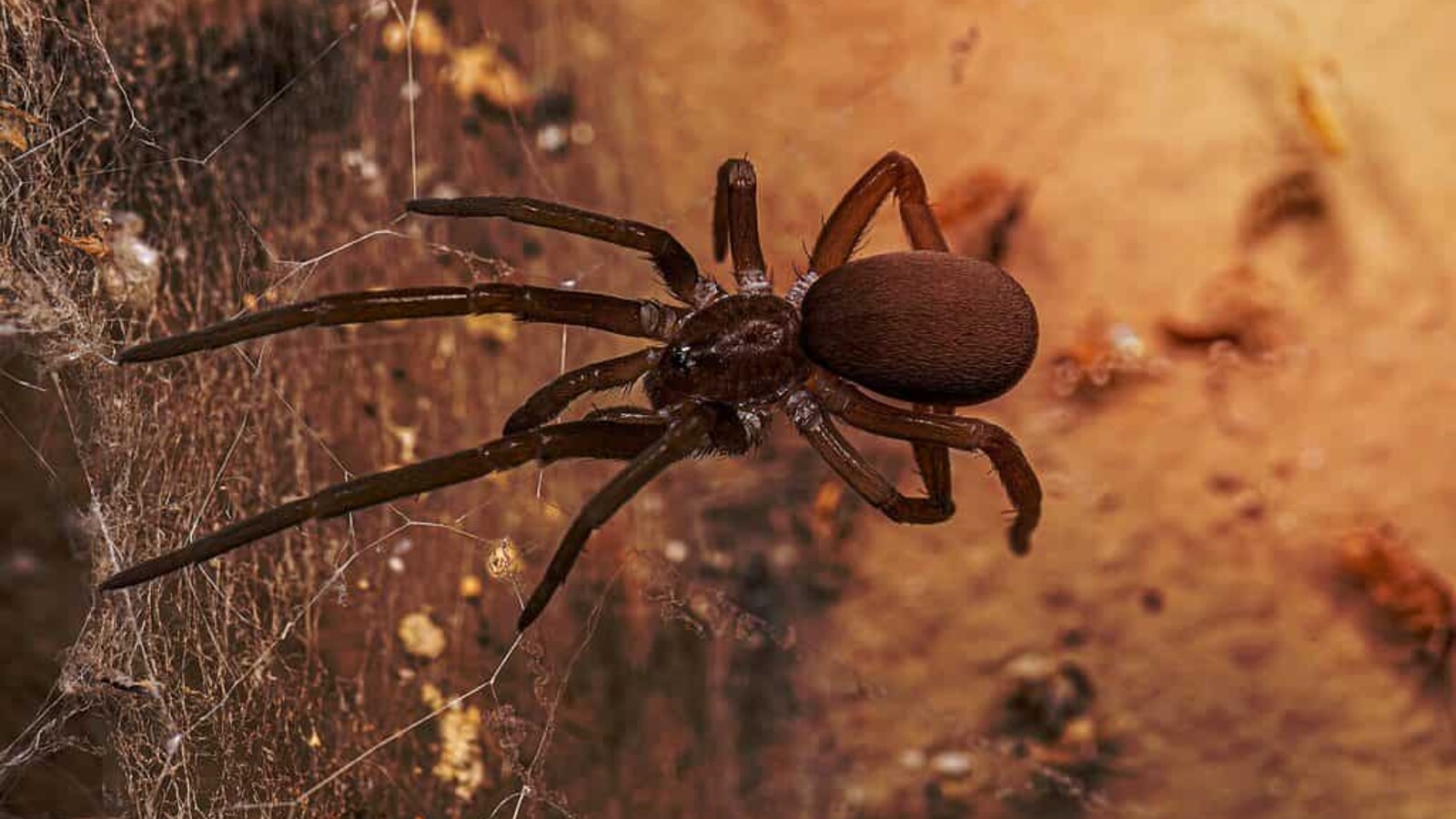 Arachnid