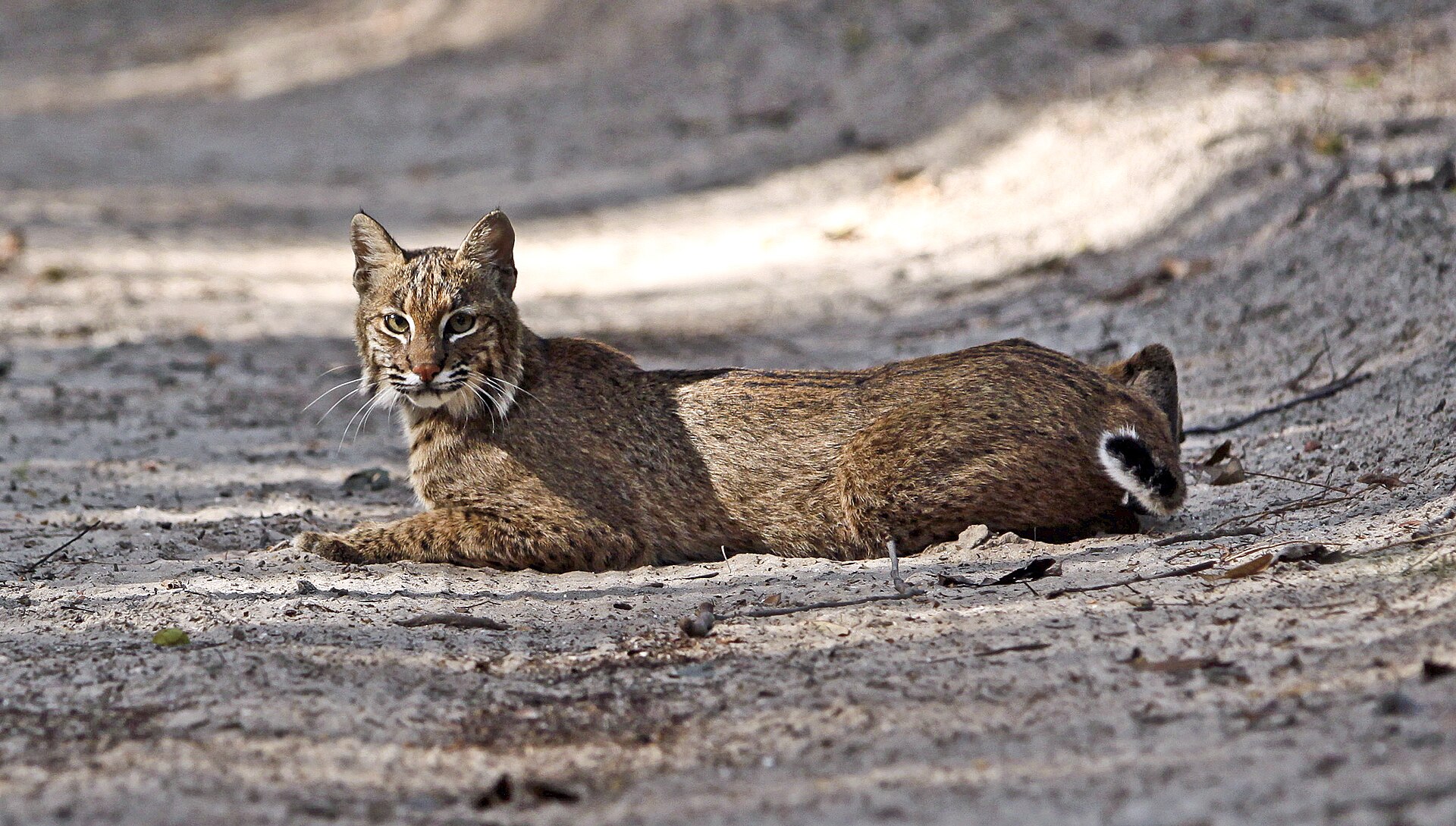 Second view of Florida Bobcat