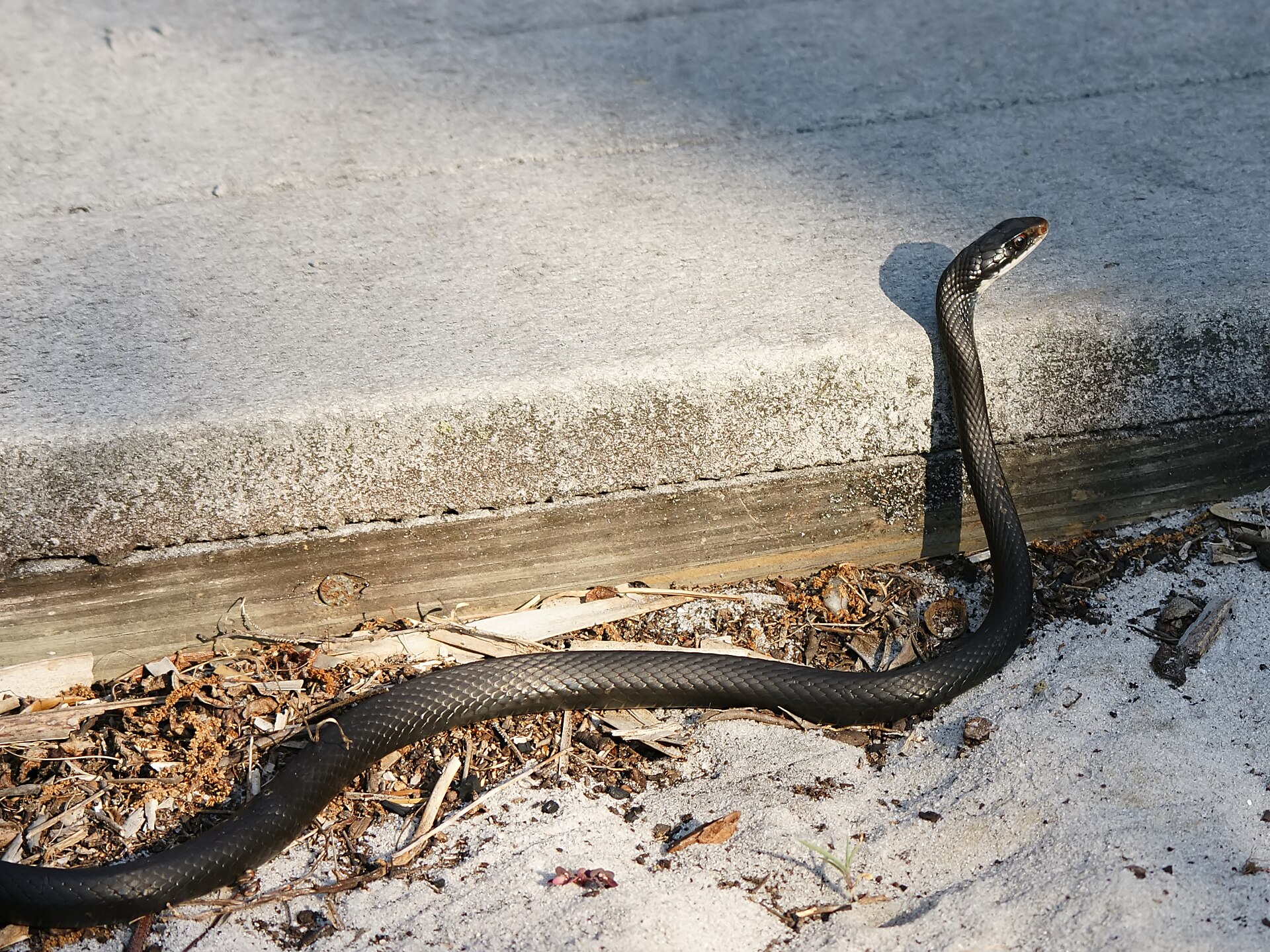 Reptiles