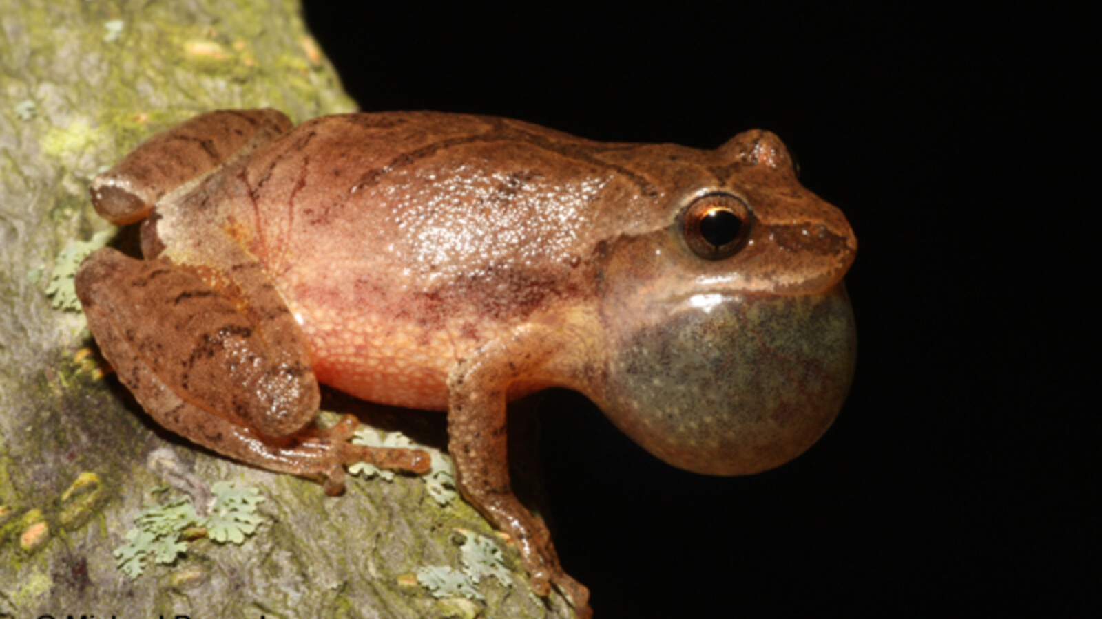 Amphibian