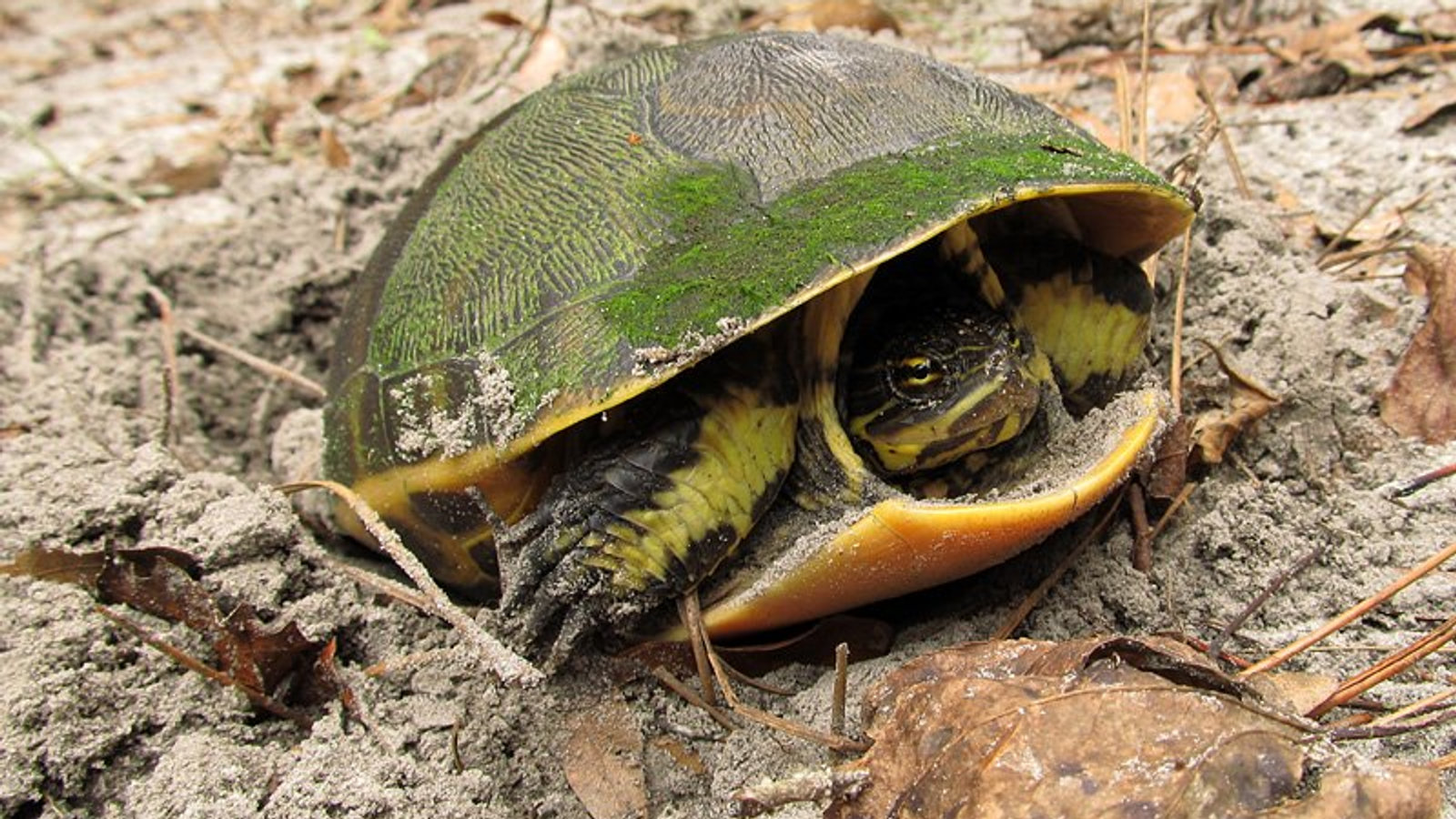 Chicken Turtle nesting in sandy Florida soil