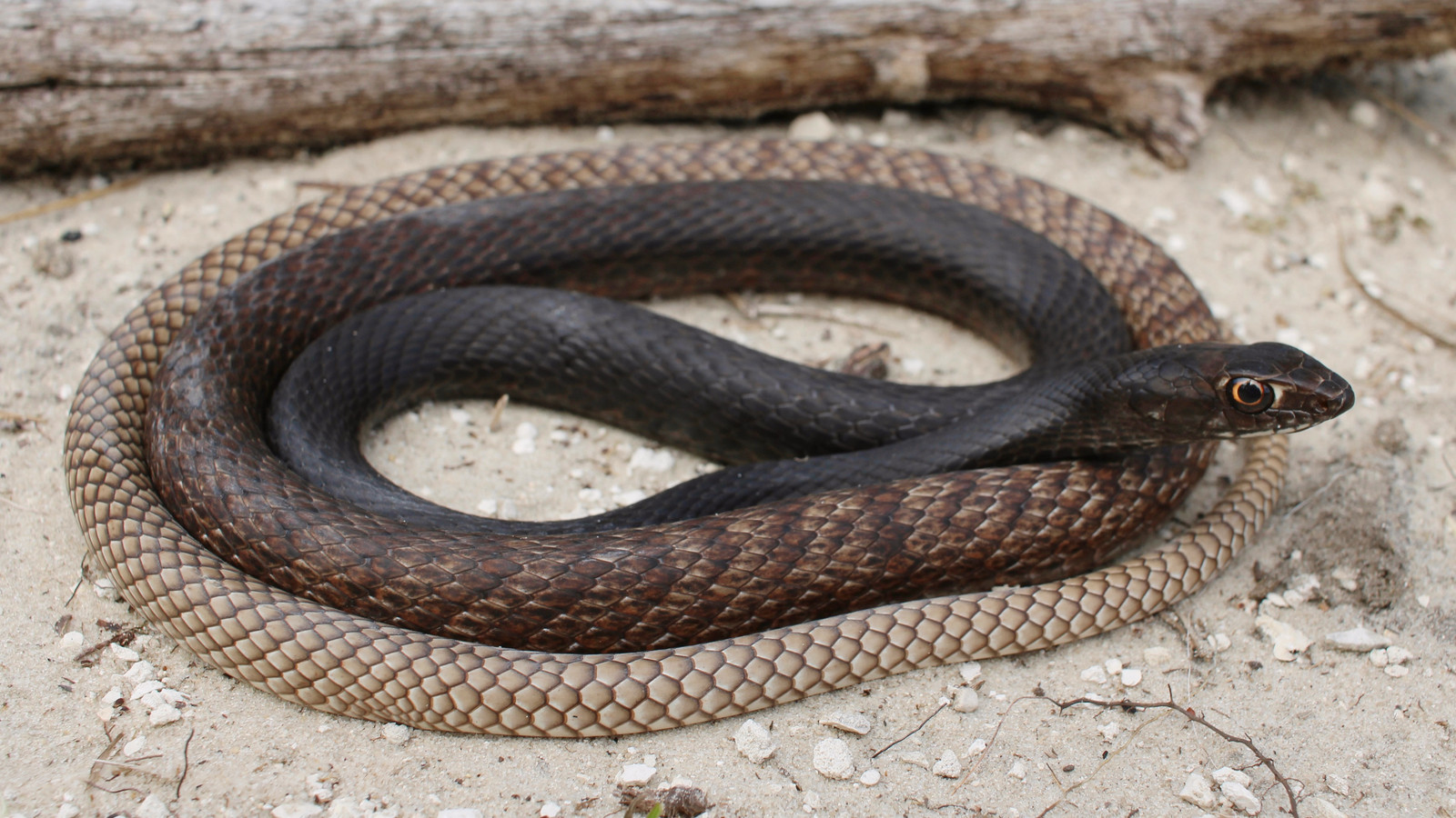 Reptile