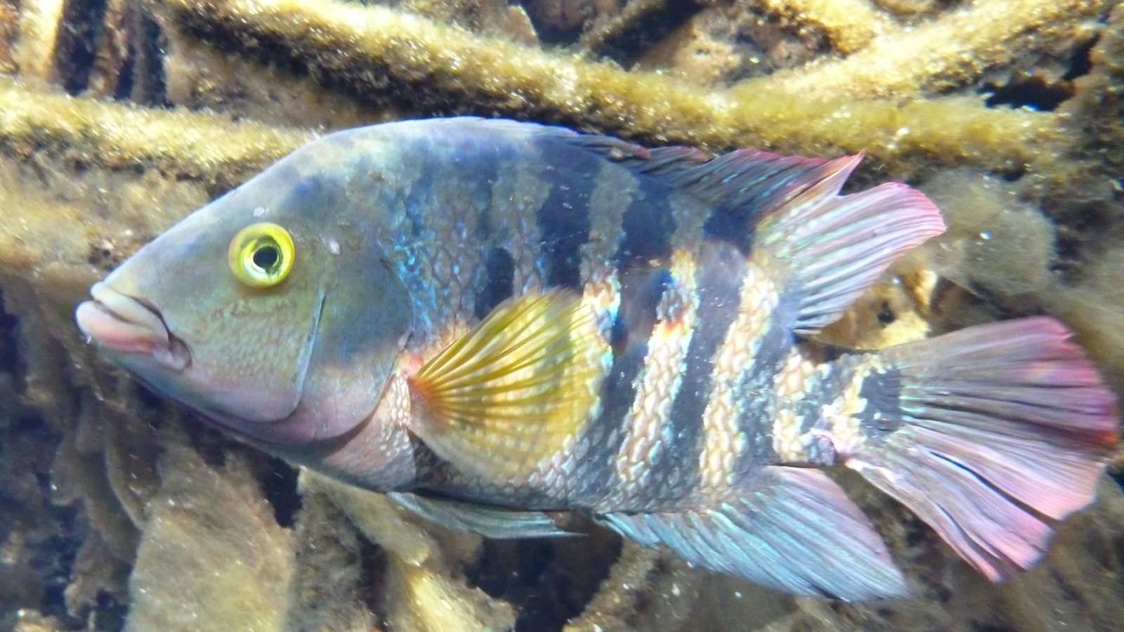 Mayan cichlid showing vertical bars and tail eye spot