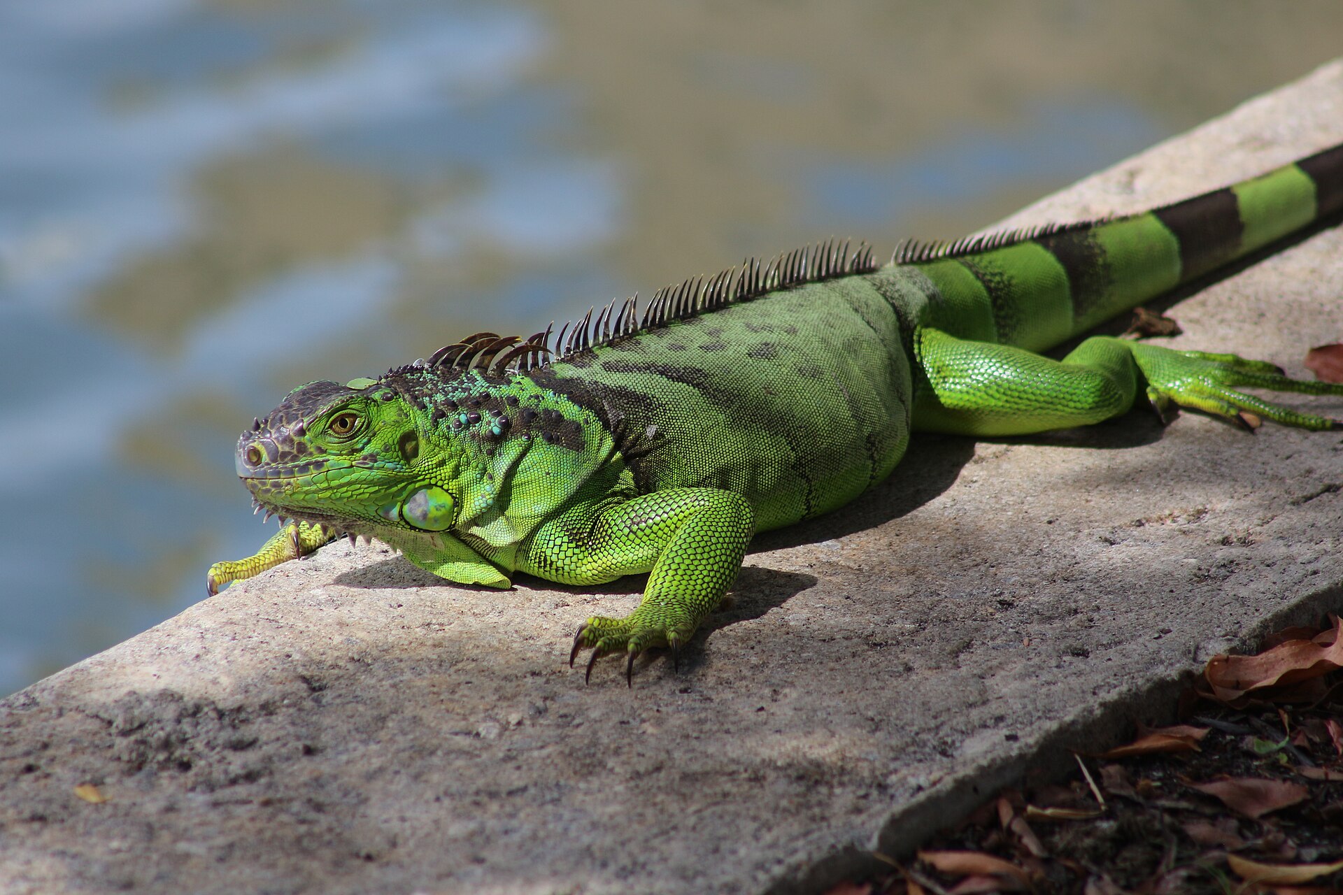 Second view of Green Iguana