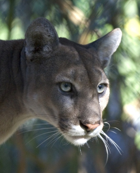 Mammals