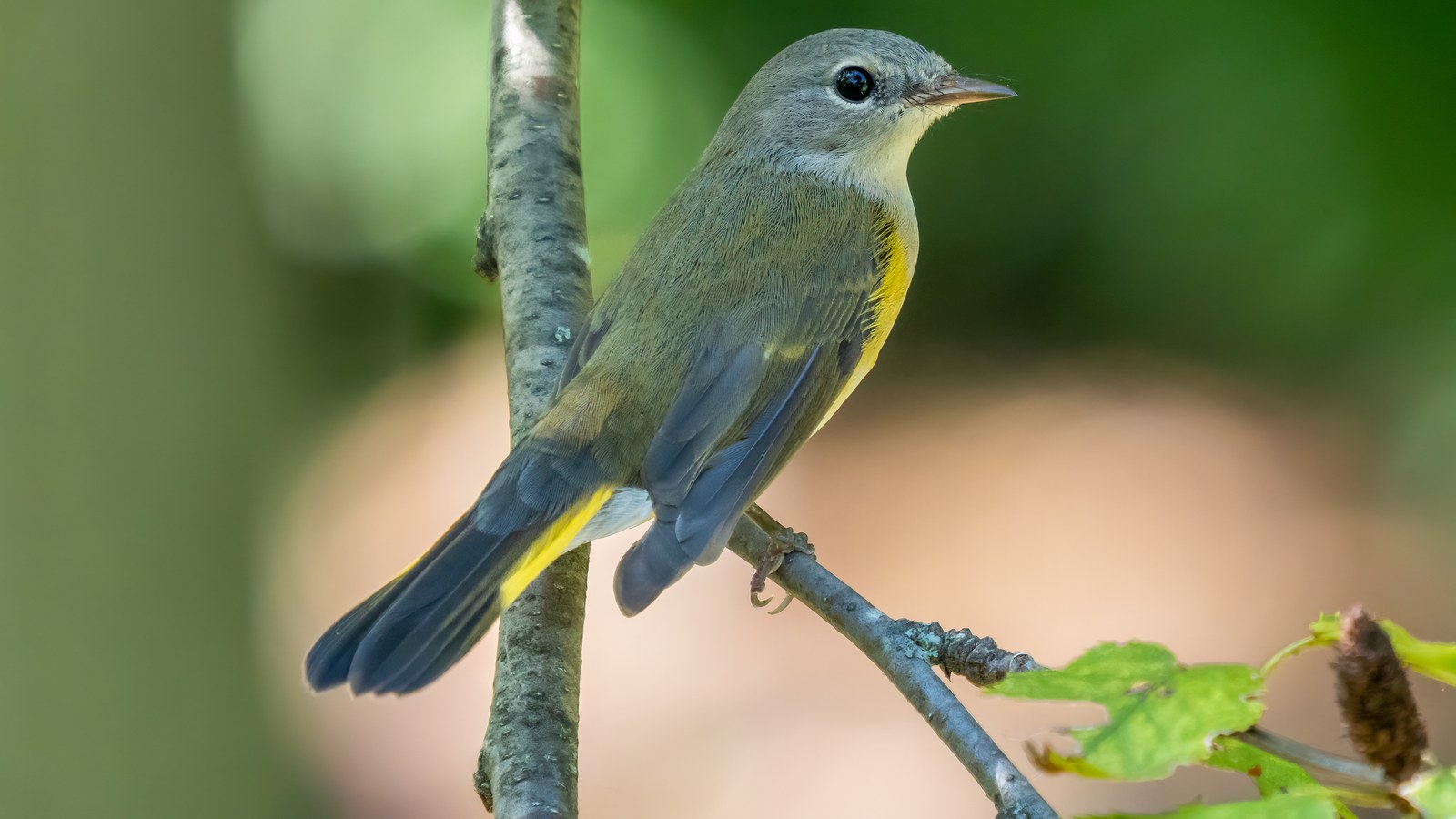 Female American redstart perched in green woodland