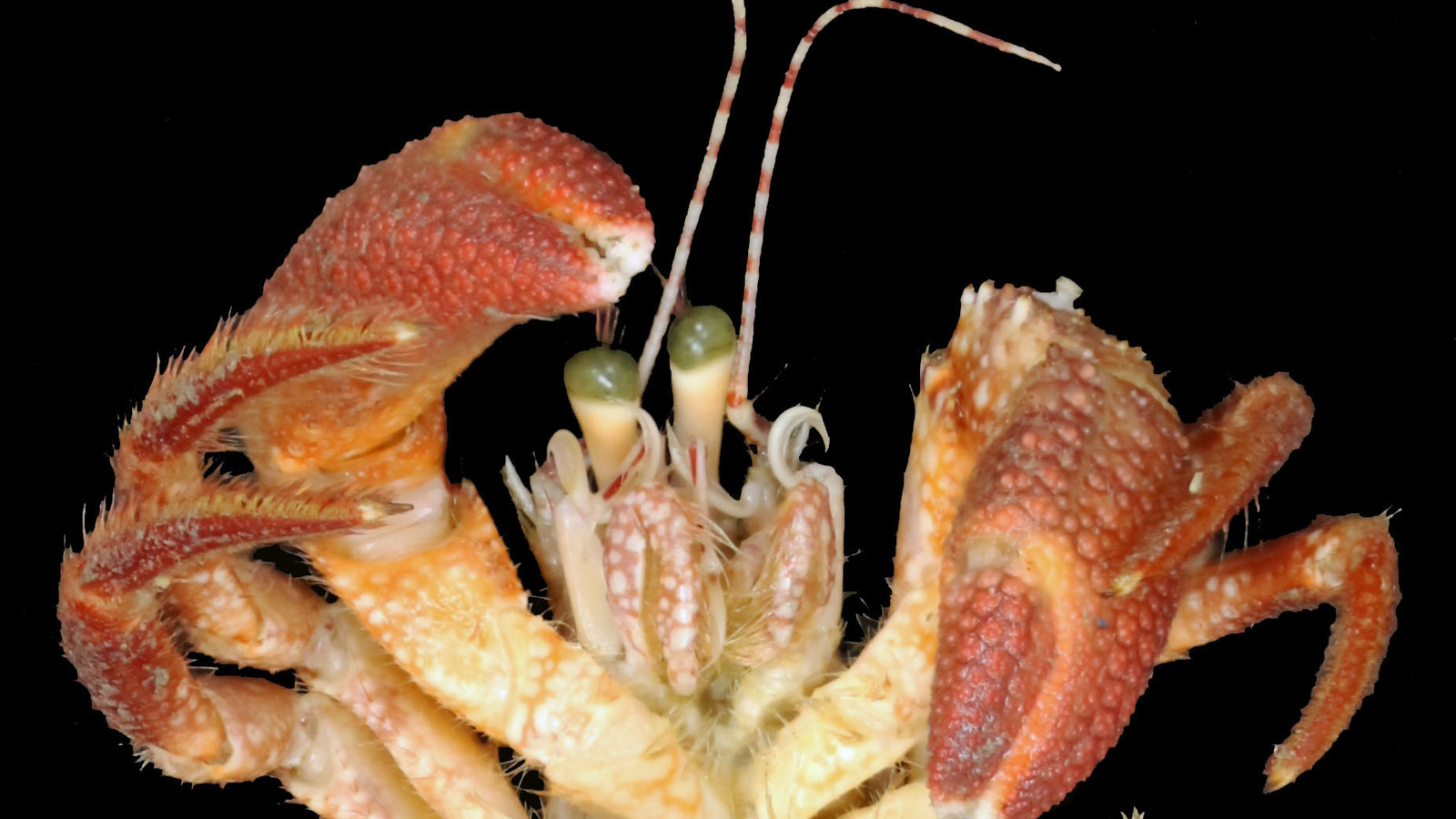 Distinct frontal view of a Giant Hermit Crab showing its massive claw, greenish eyes, and hairy legs
