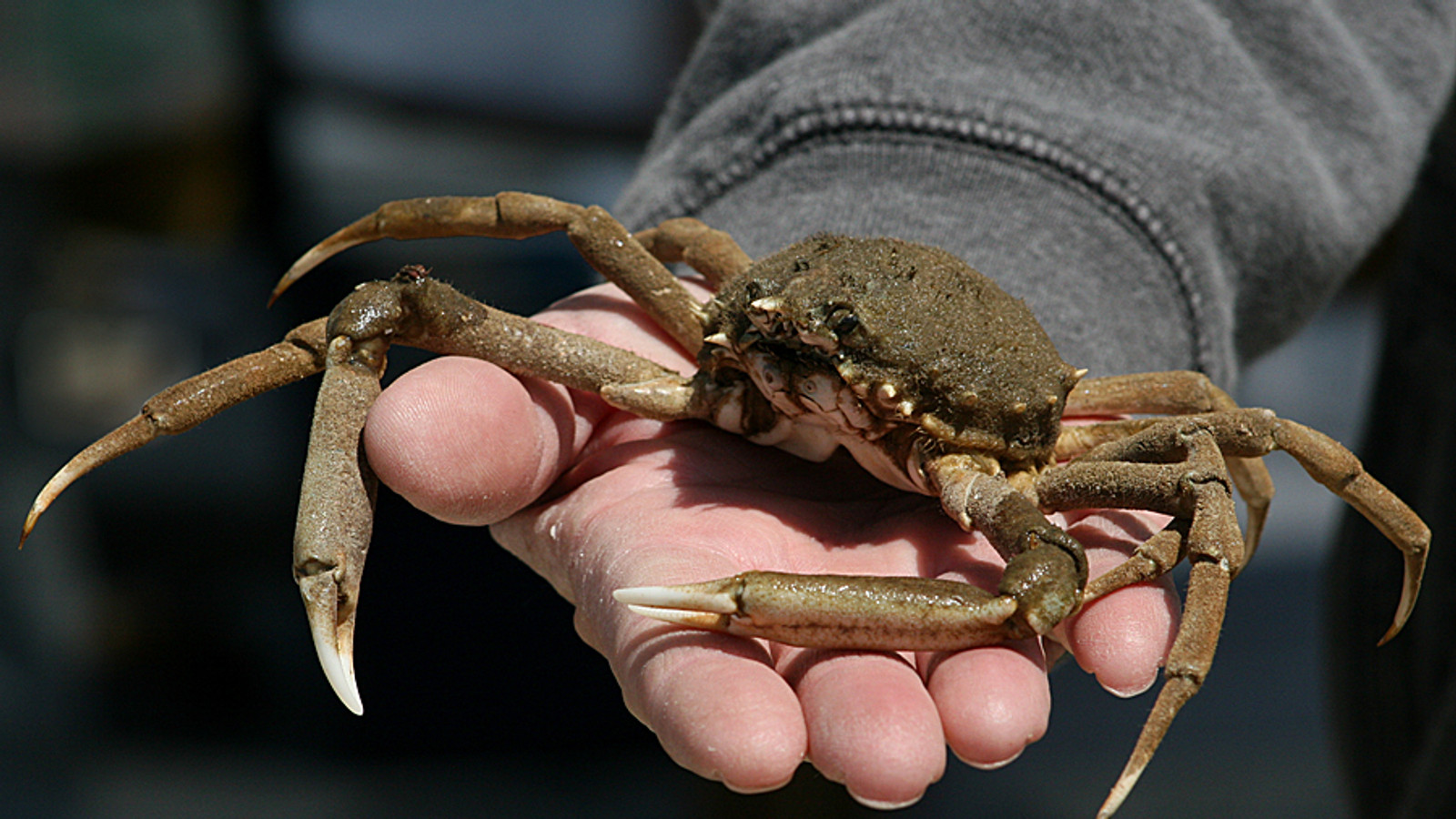 Portly spider crab held carefully to show its rounded shell and long legs
