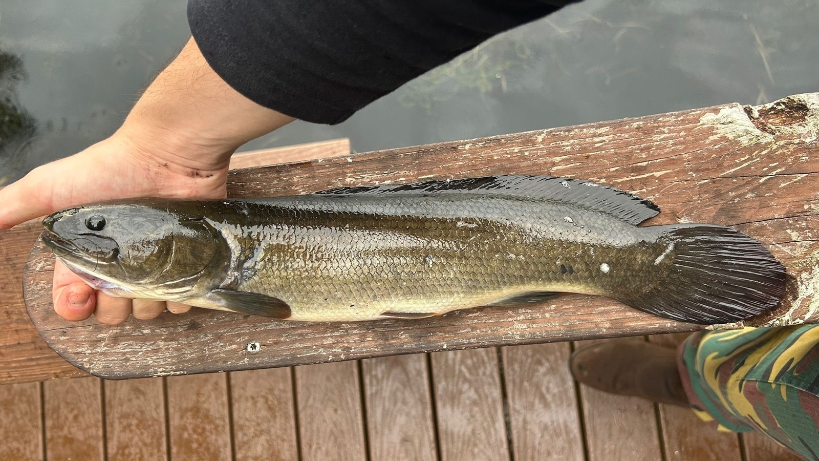 Fish