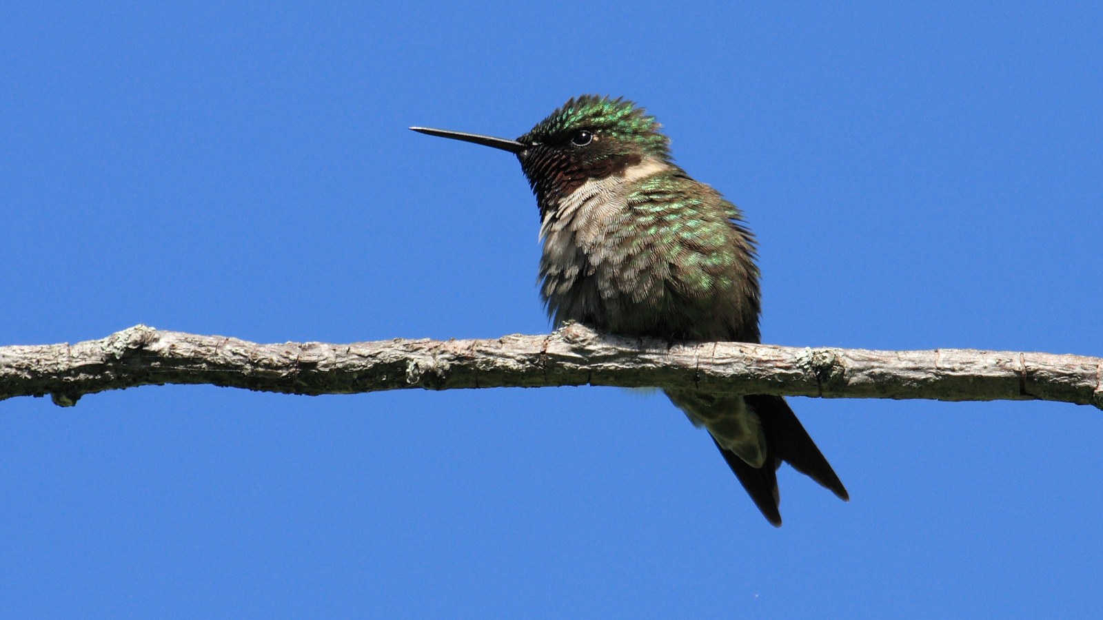 Ruby-throated hummingbird perched against a blue sky