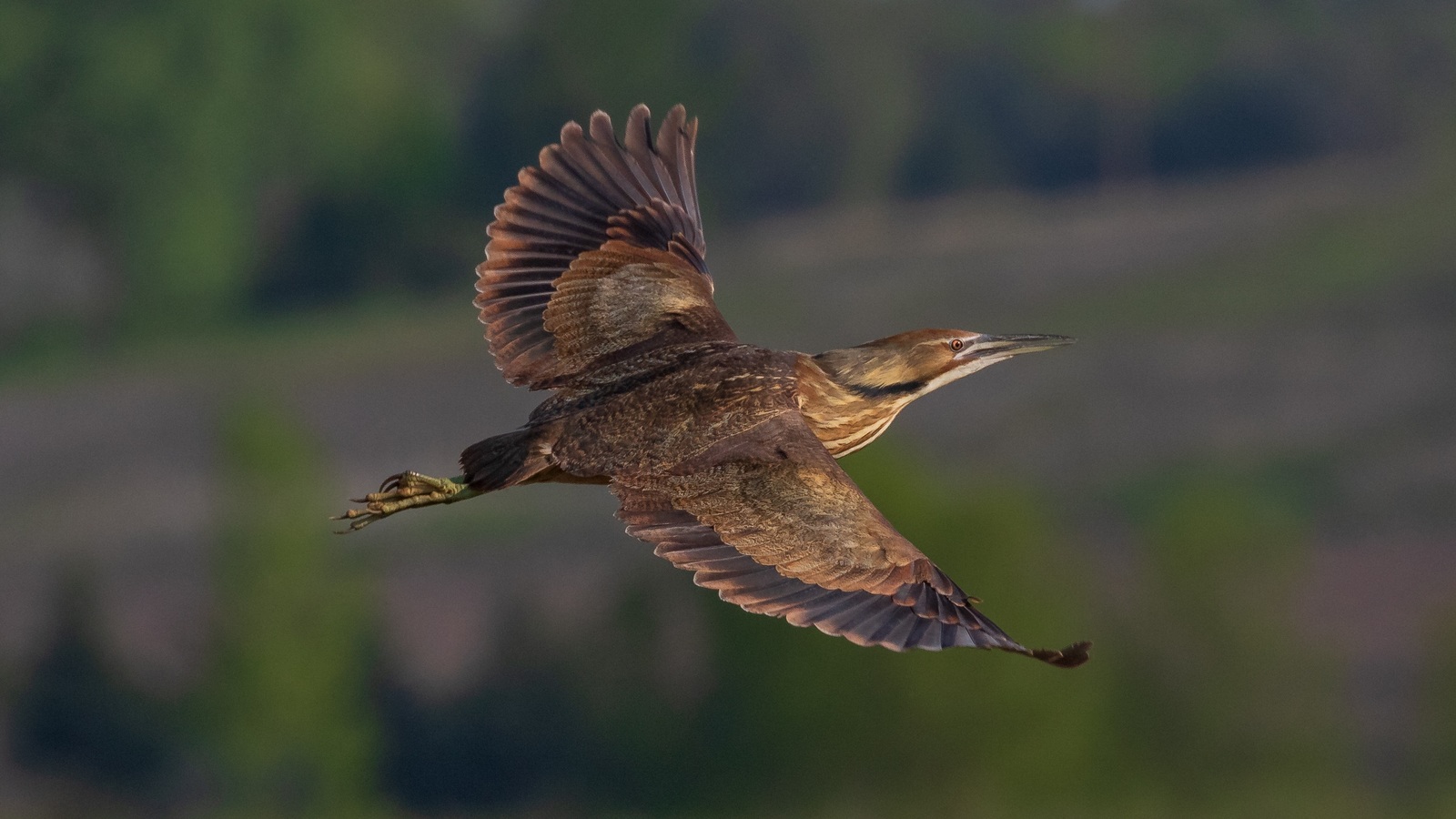 Detailed view of American Bittern