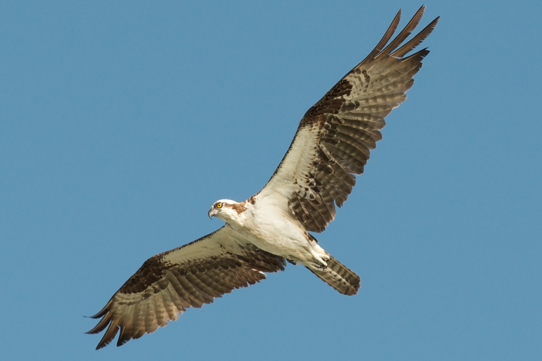 Osprey flying over coastal Florida