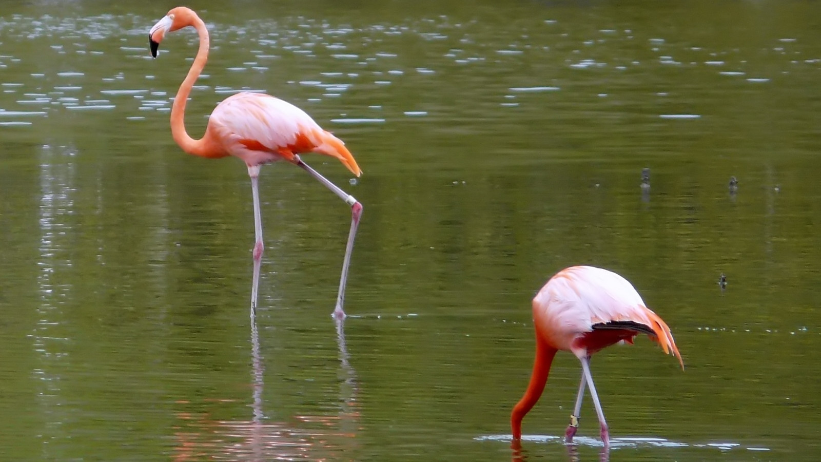 Detailed view of American Flamingo