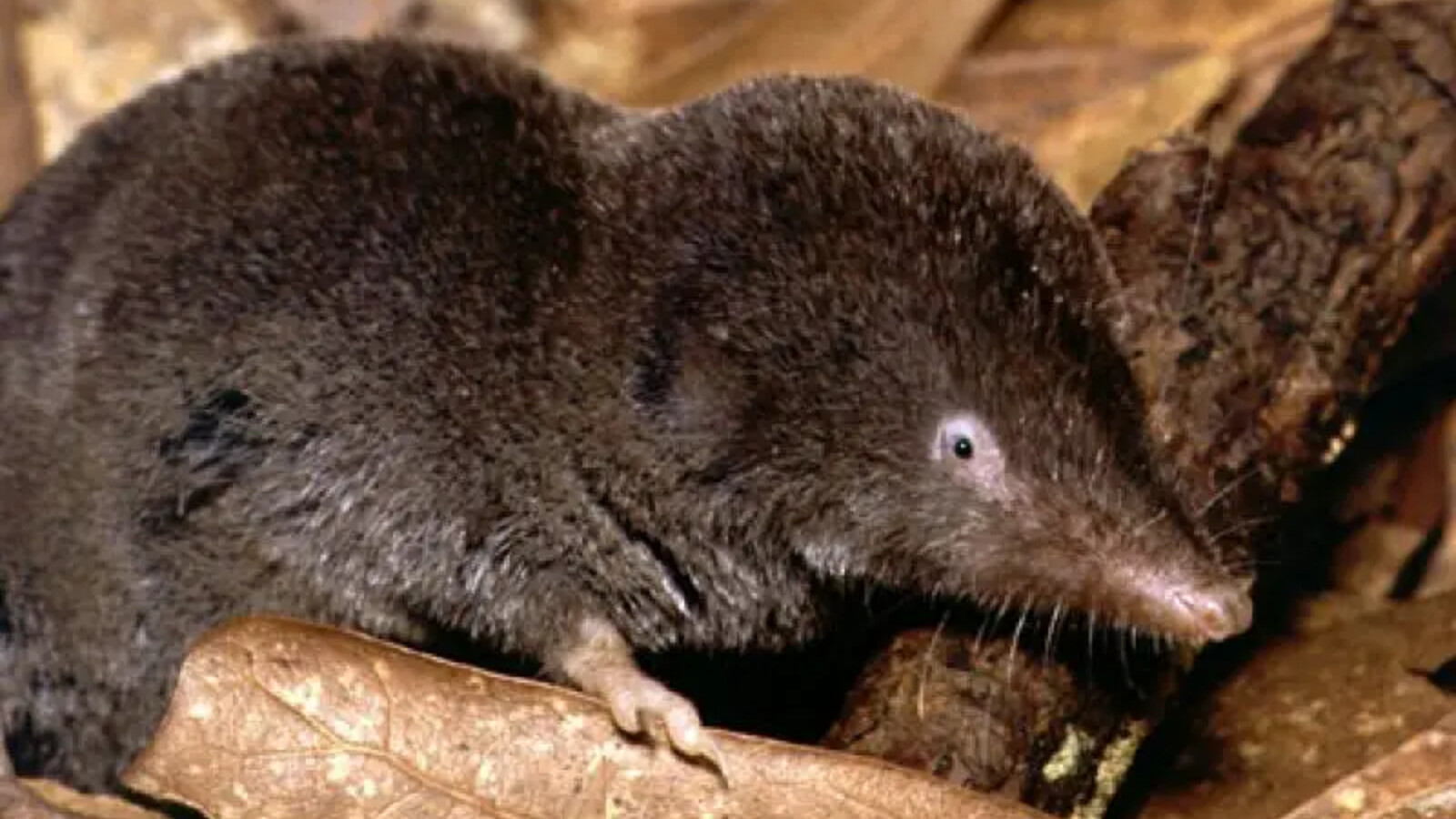 Close view of a Southern Short-Tailed Shrew on forest leaves