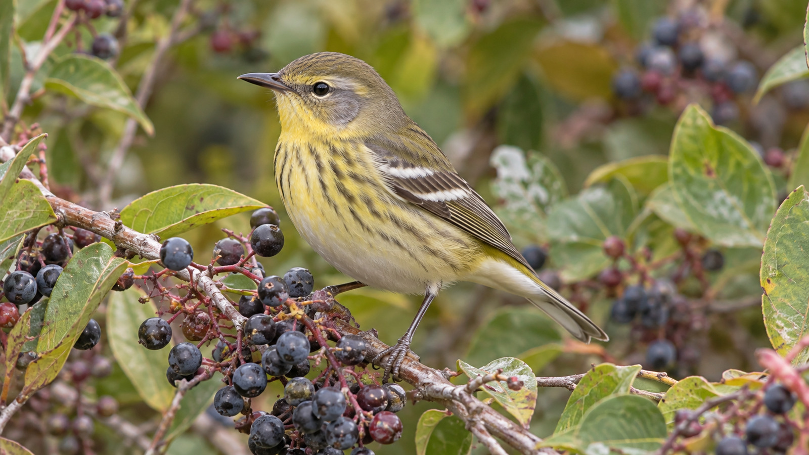 Female Cape May Warbler perched on a berry branch during fall migration