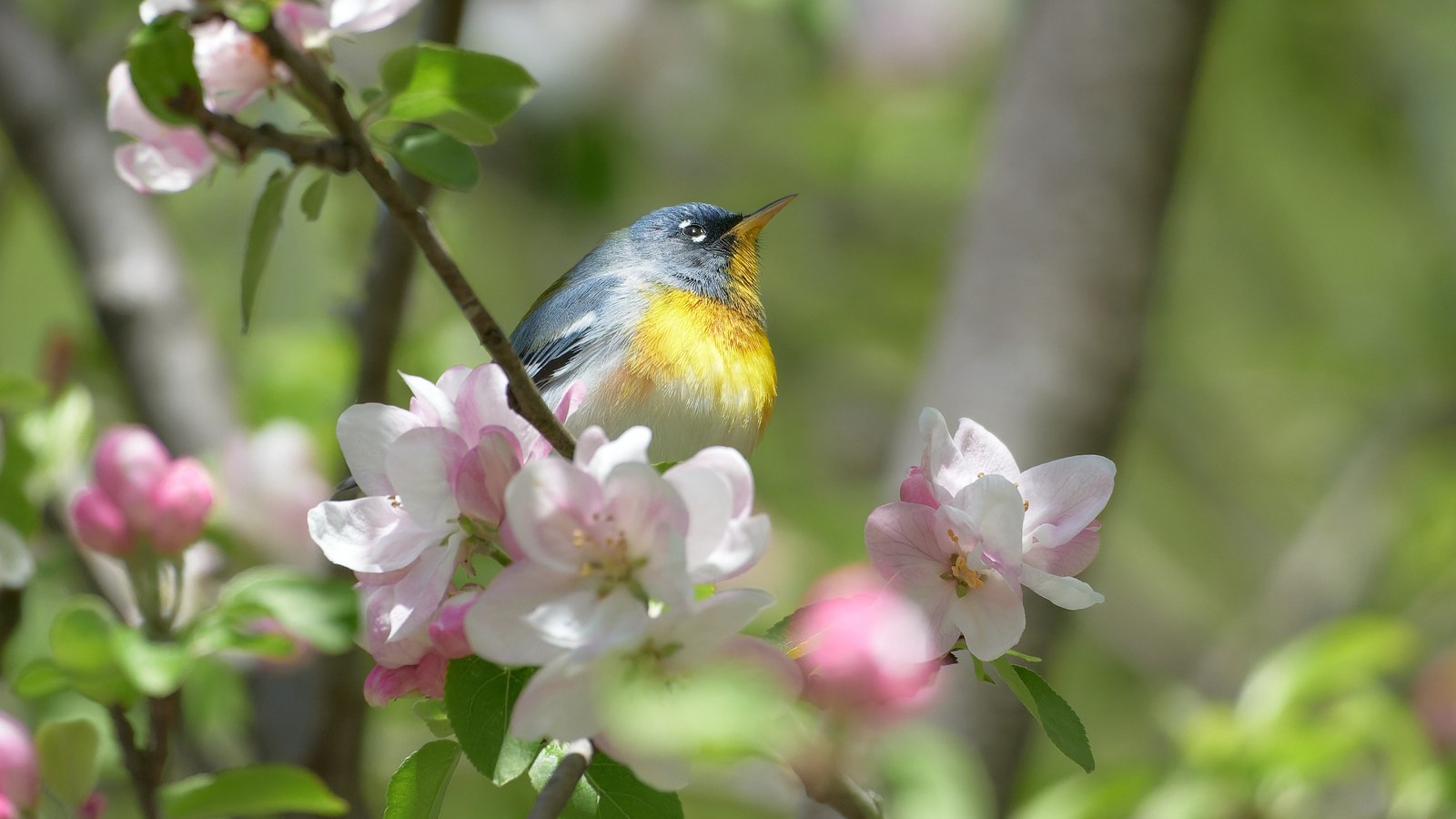 Northern parula perched among flowering branches