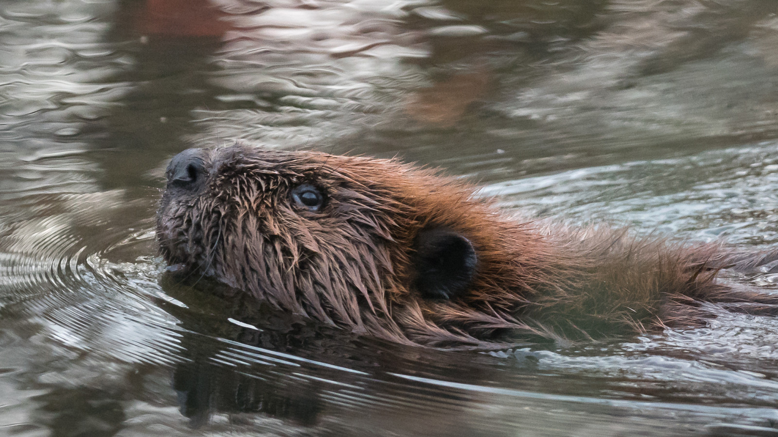 Detailed identification view of North American Beaver