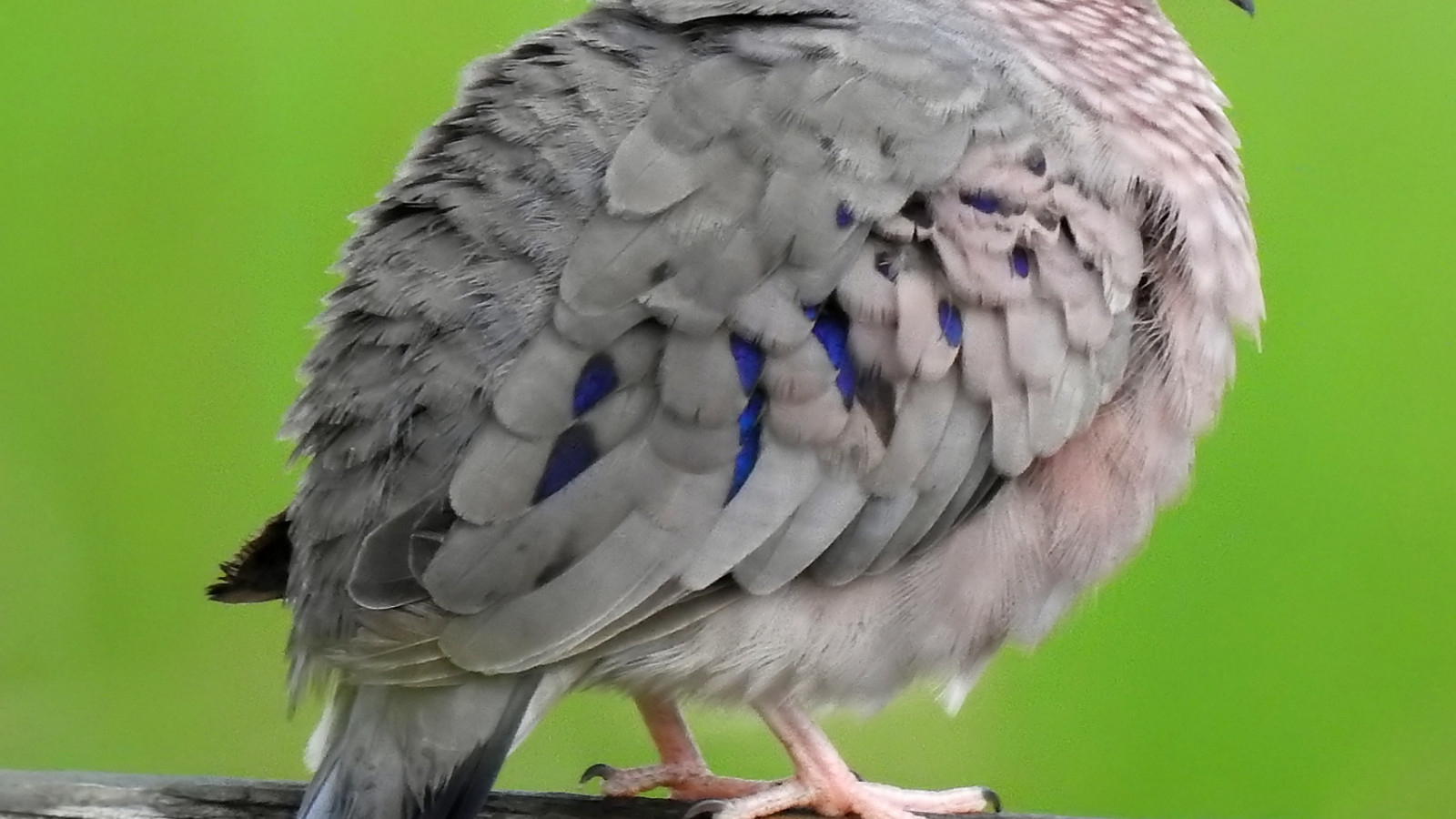 Detailed identification view of Common Ground-Dove