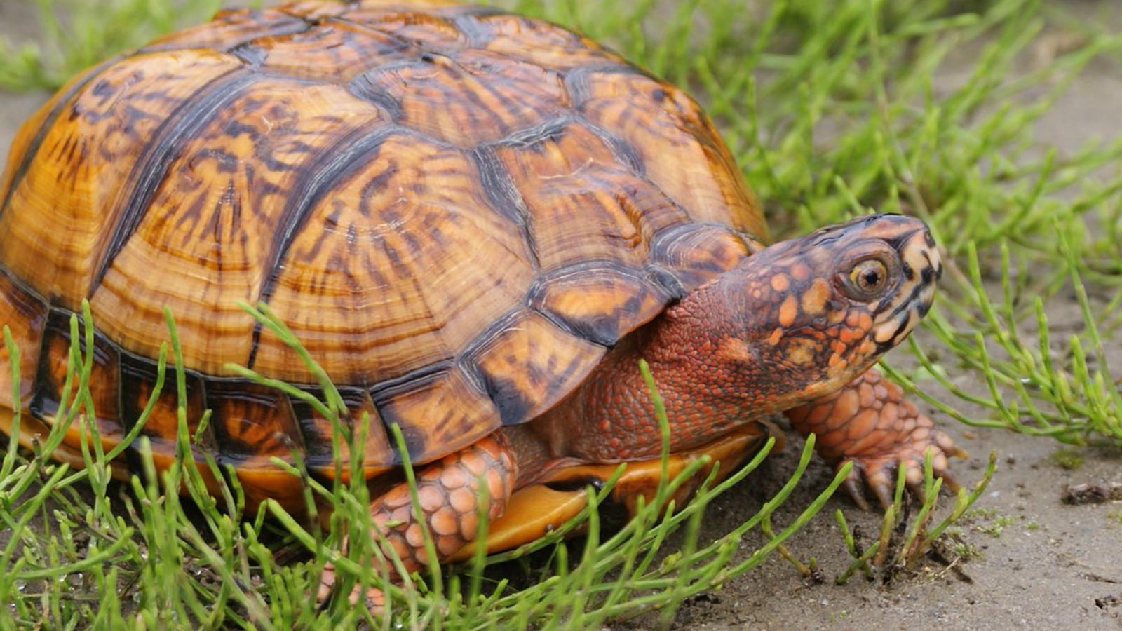 Reptile