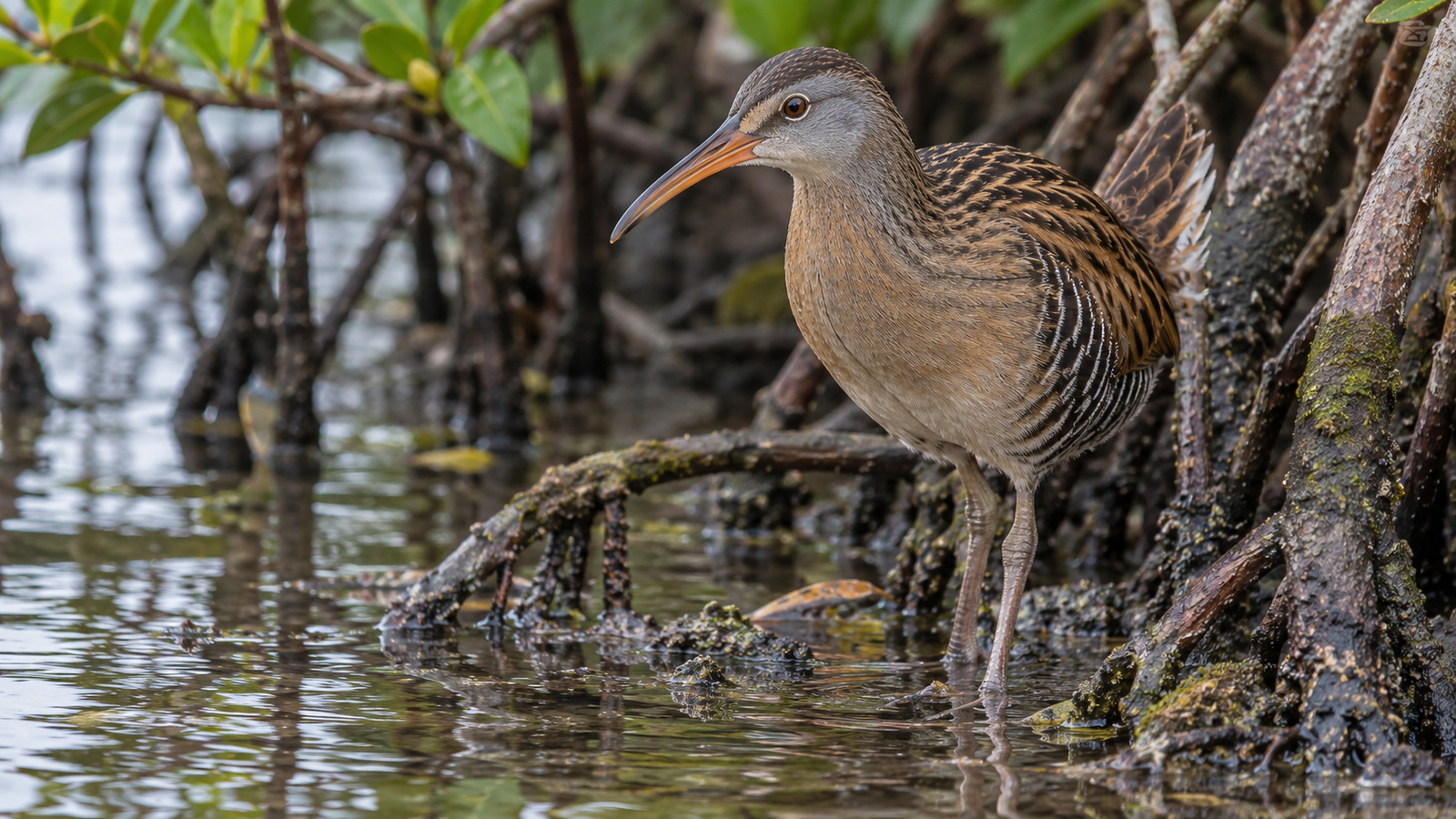 Clapper Rail standing among red mangrove roots beside a tidal creek