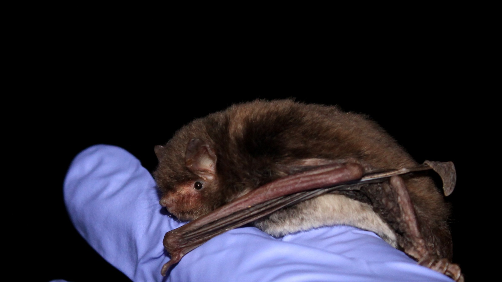Southeastern Myotis in characteristic Florida habitat
