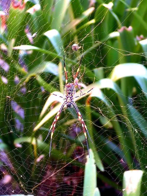 Second view of Golden Silk Orb-Weaver