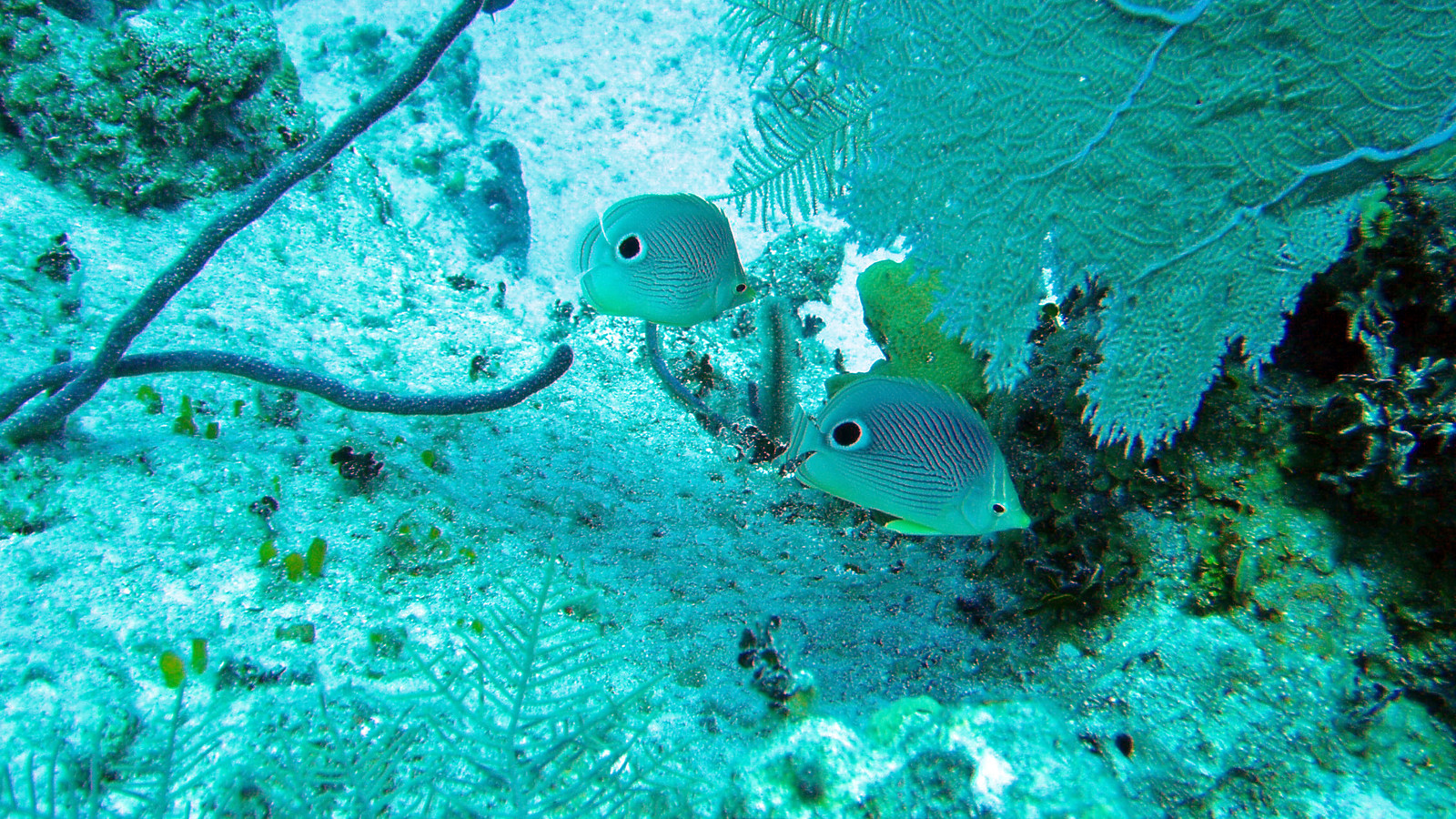 Pair of foureye butterflyfish swimming beside a sea fan on a Caribbean reef