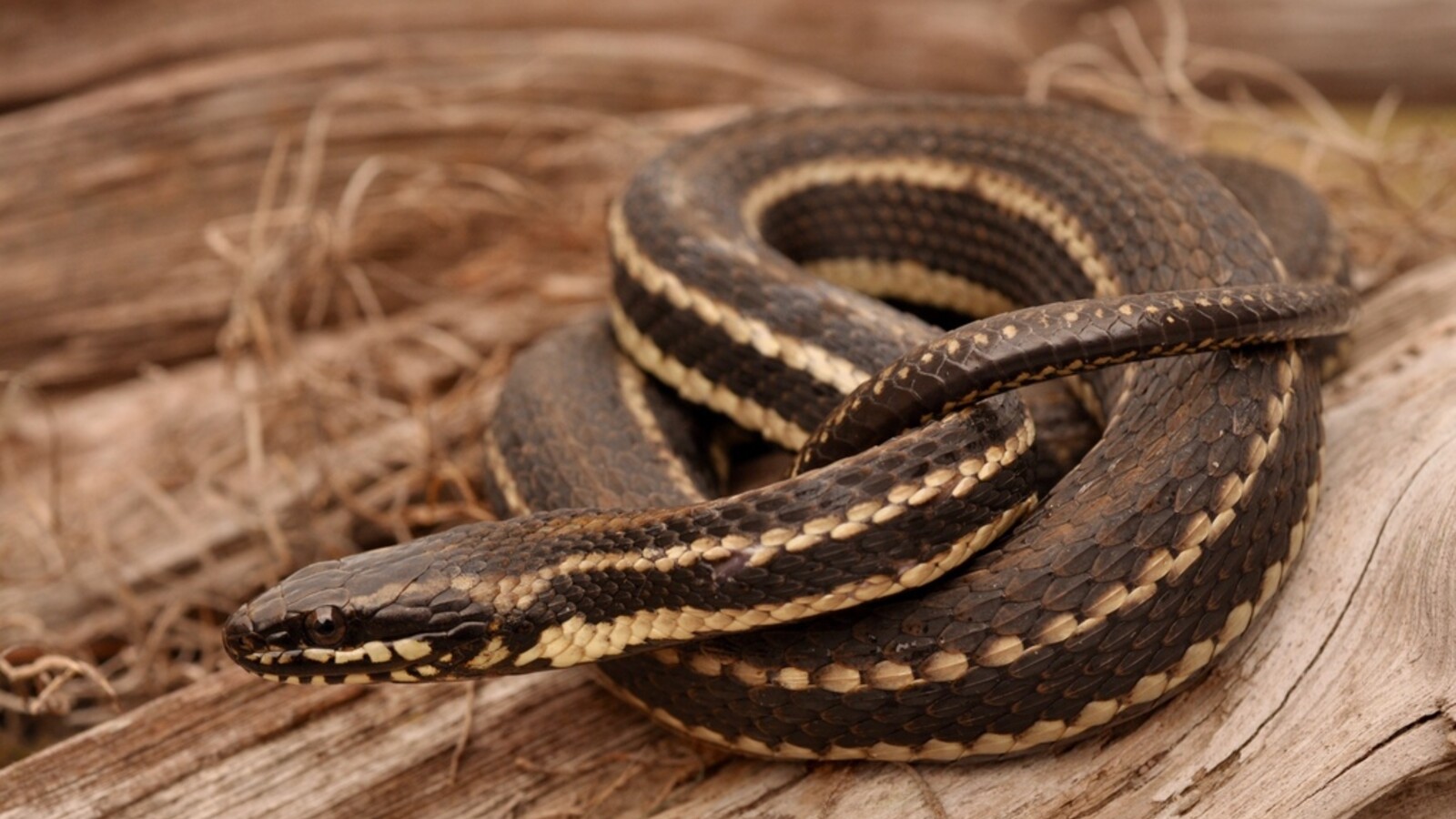 Reptile